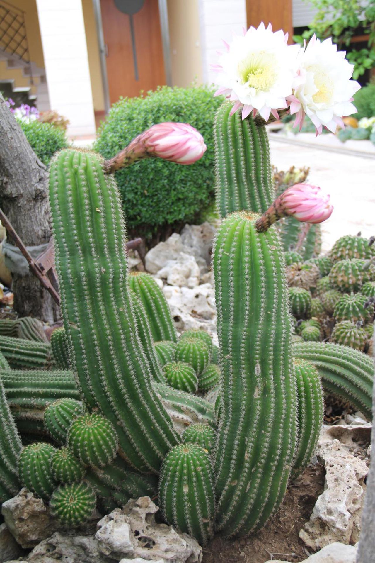 B&B La Rosa Blu - Photo 164