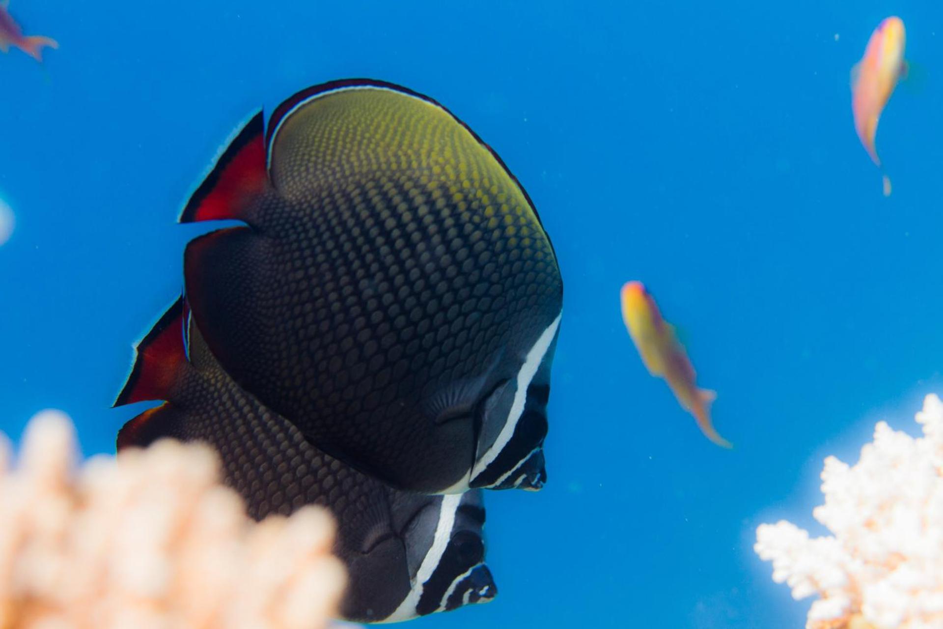 Dhawa Ihuru, part of Banyan Group - Photo 70