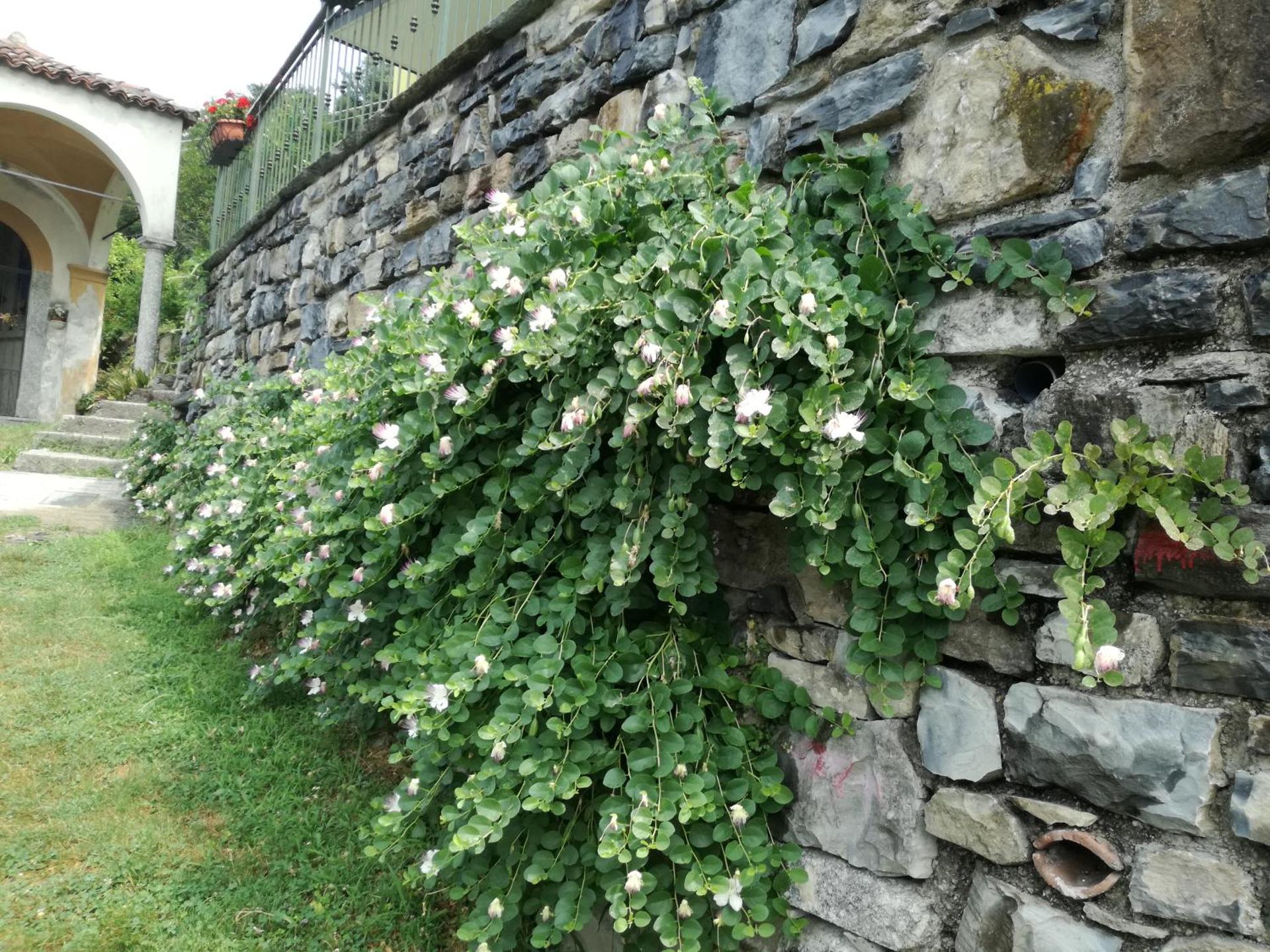 Balcone dei Limoni - Photo 17