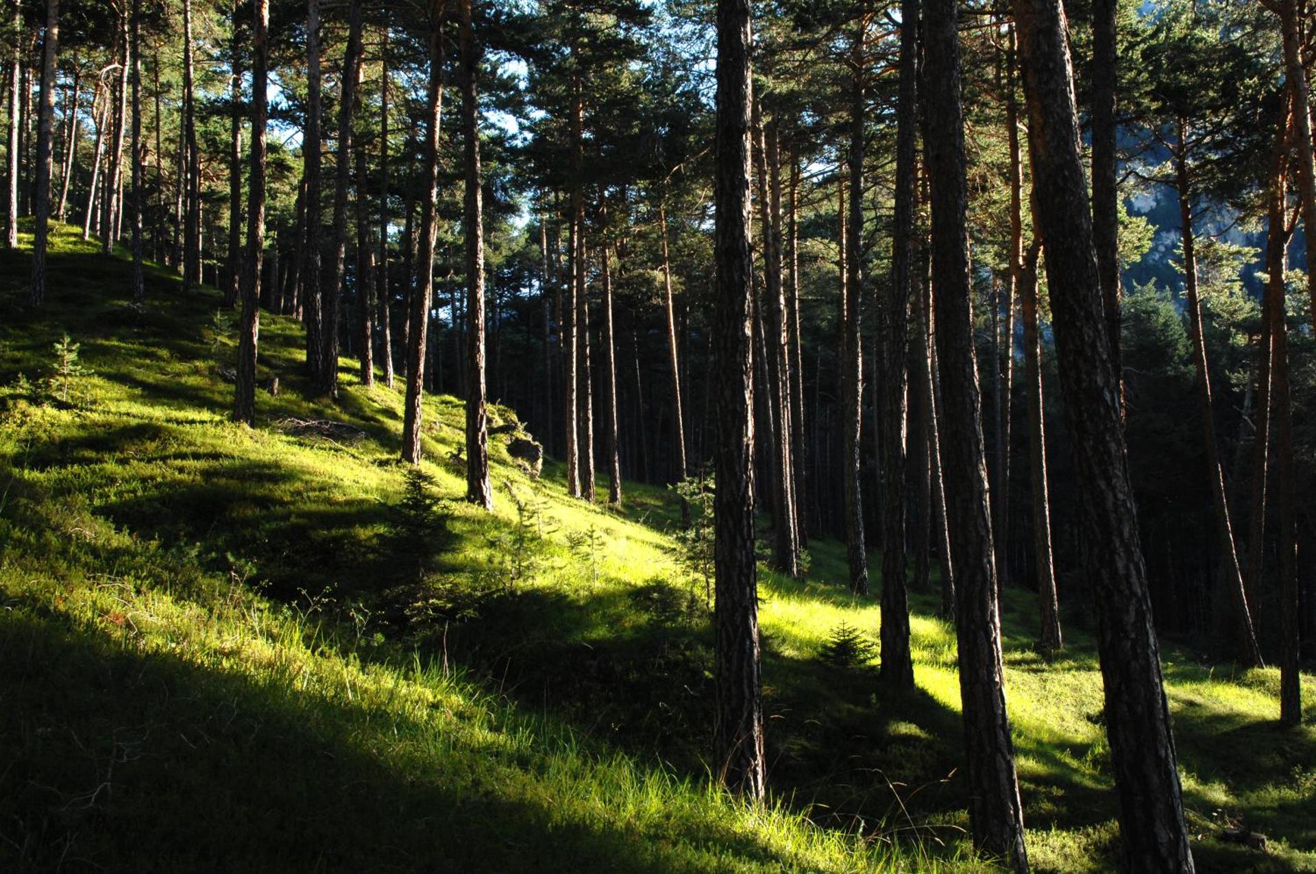 Hotel Alpino - Photo 11