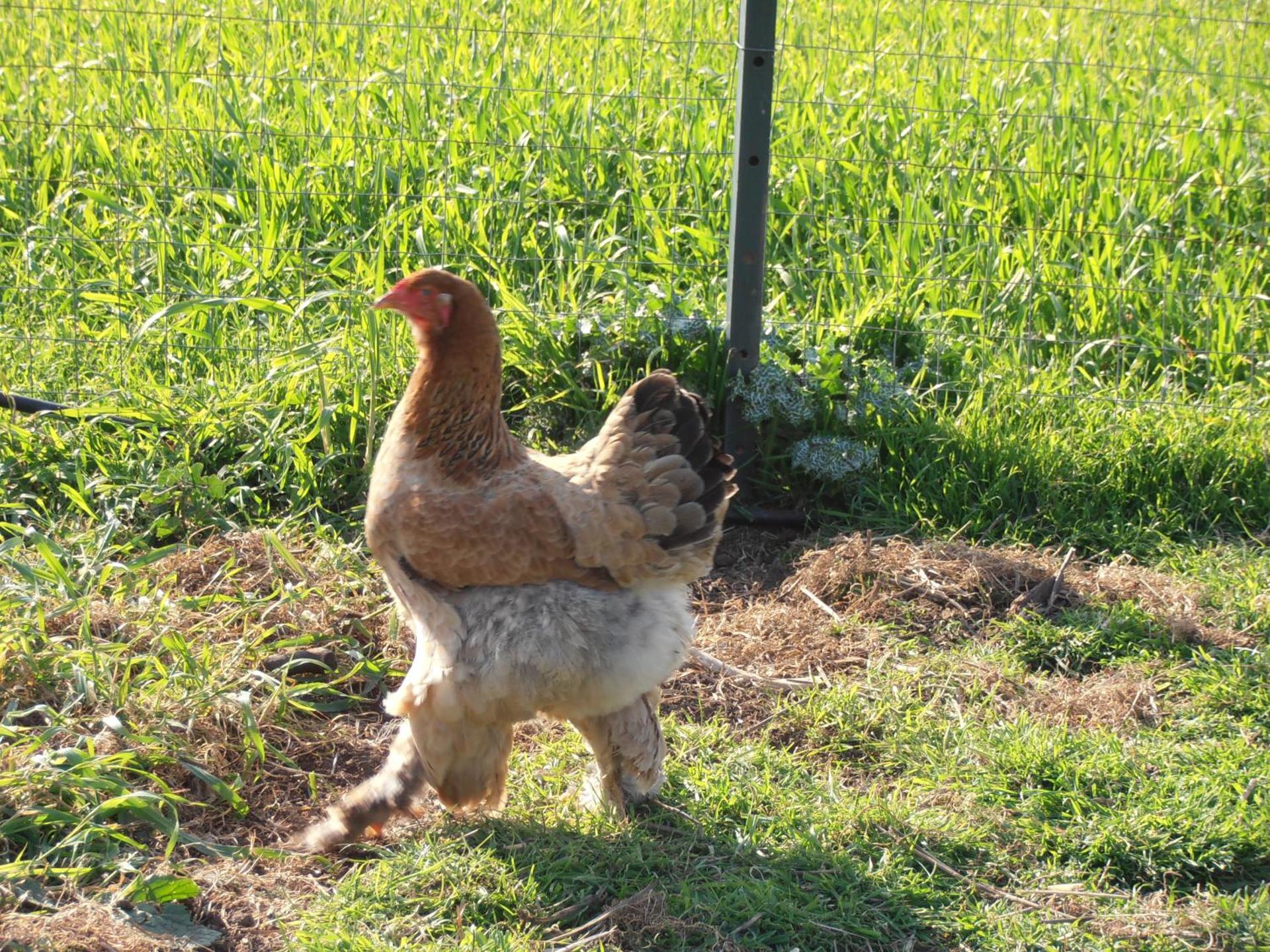 Agriturismo Cuile de Molino - Photo 60