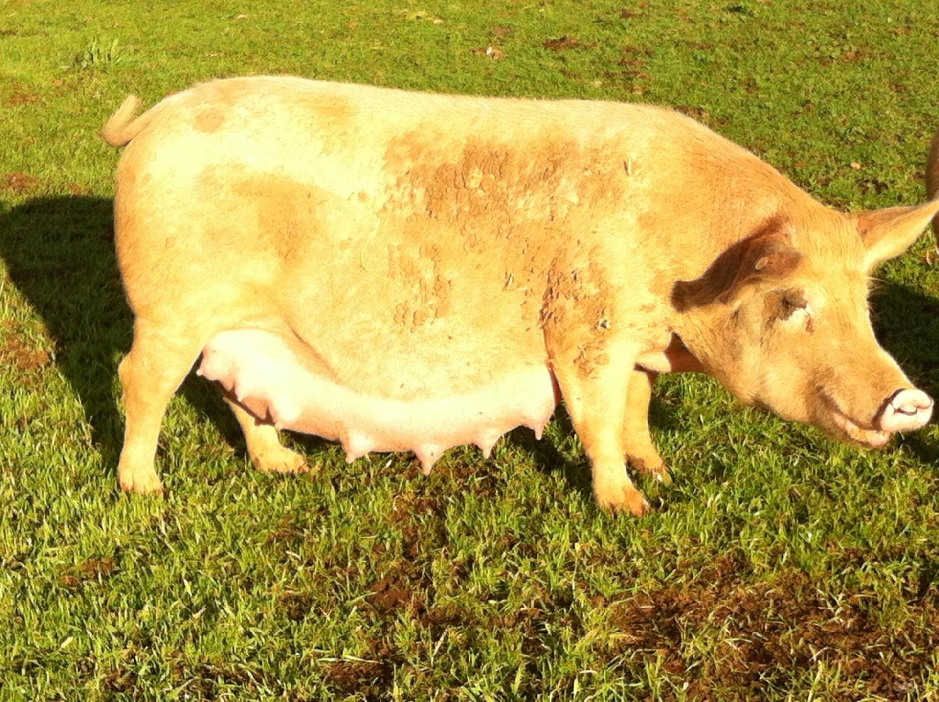 Agriturismo Cuile de Molino - Photo 64