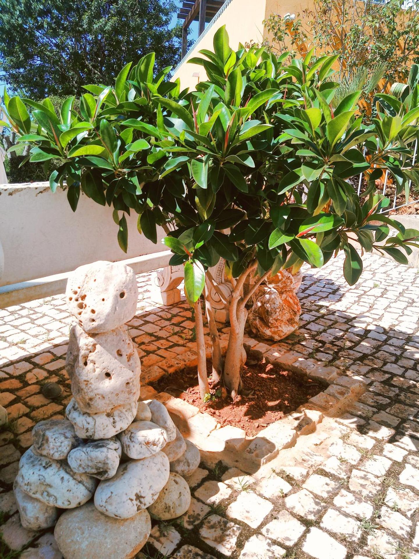 Quinta dos Caracois - Photo 29