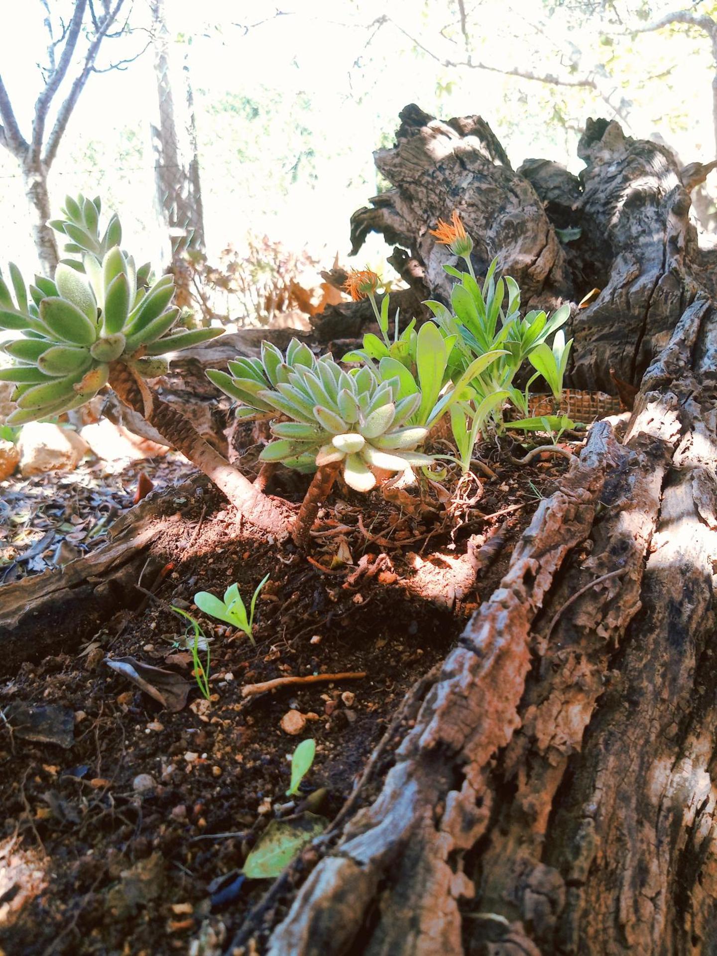 Quinta dos Caracois - Photo 18