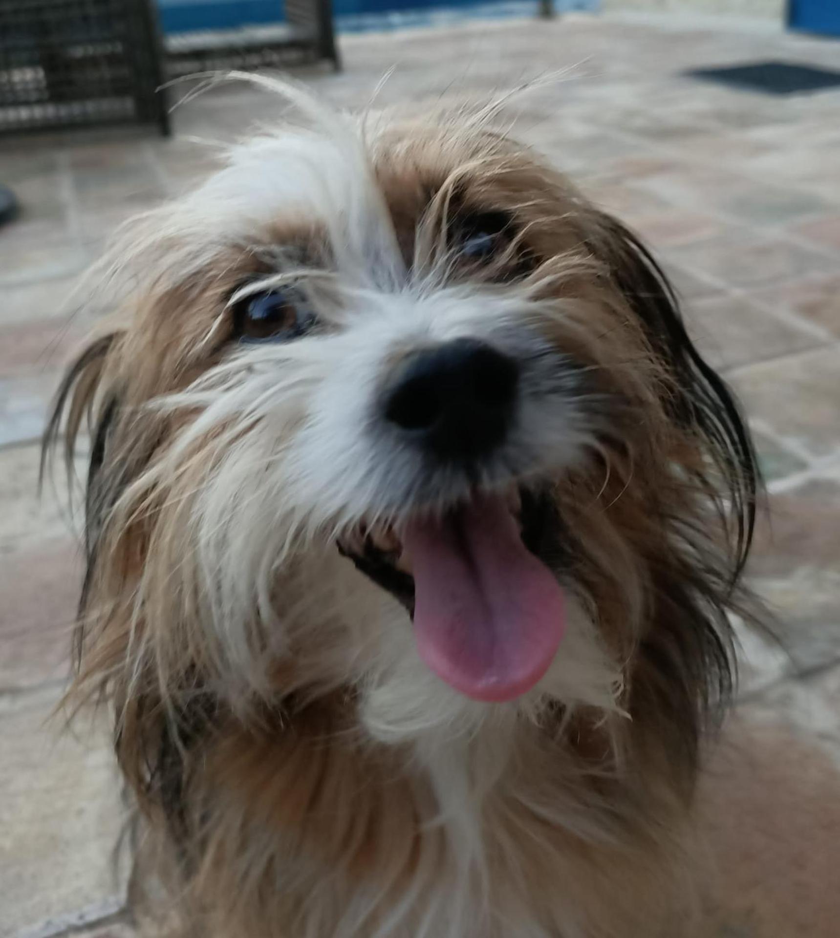 La casa dalle finestre blu - Photo 103