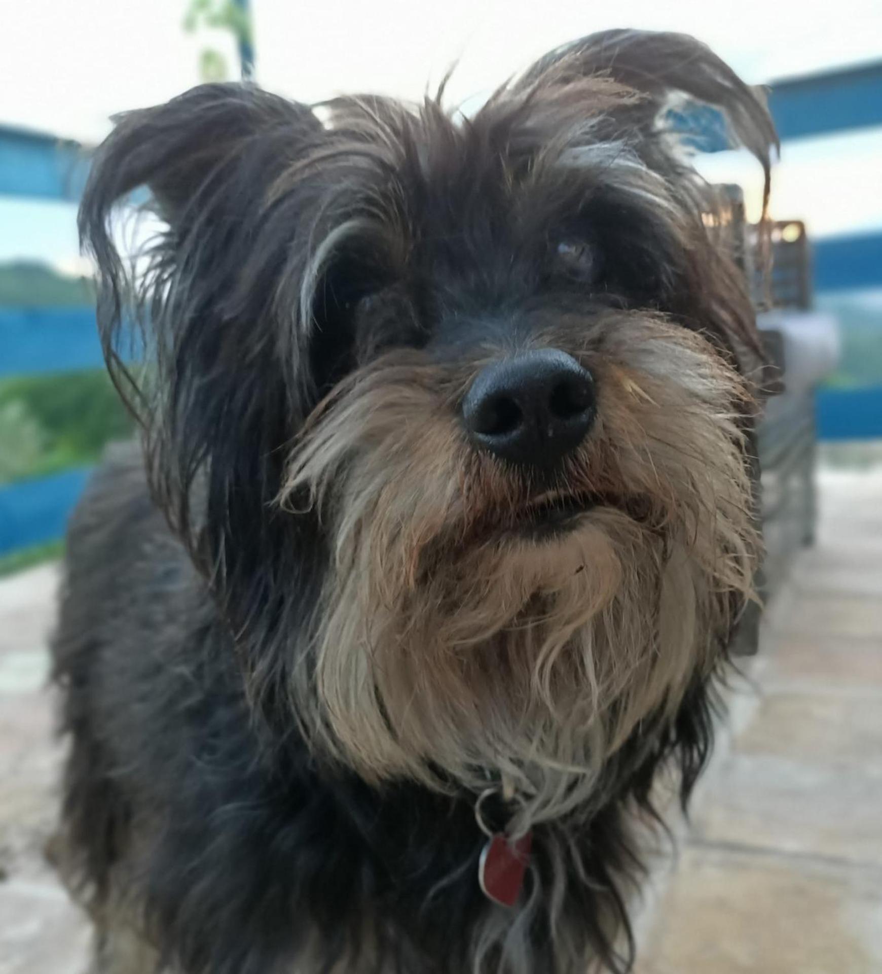 La casa dalle finestre blu - Photo 104