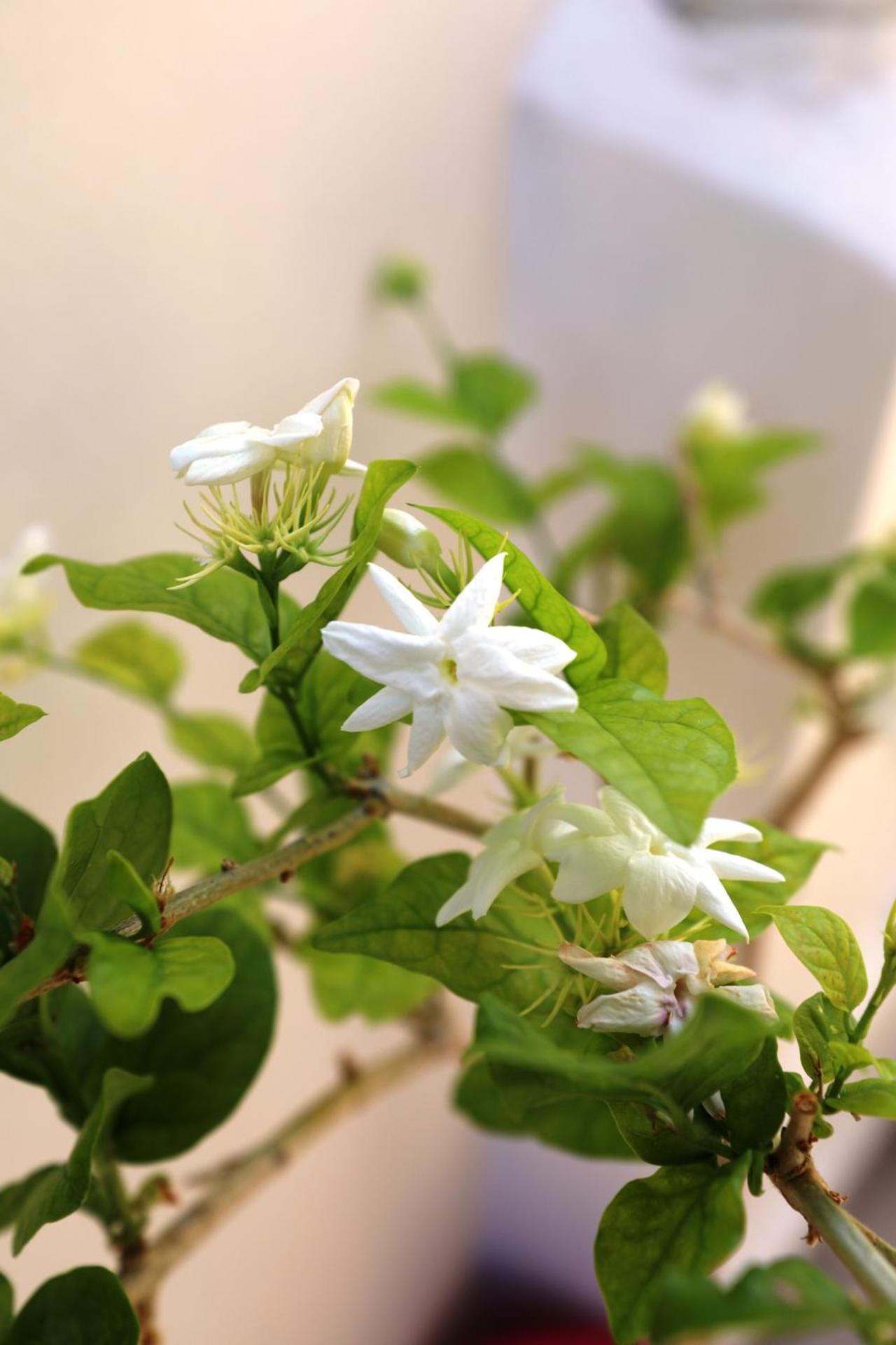 Dimitra Boutique Hotel - Photo 57