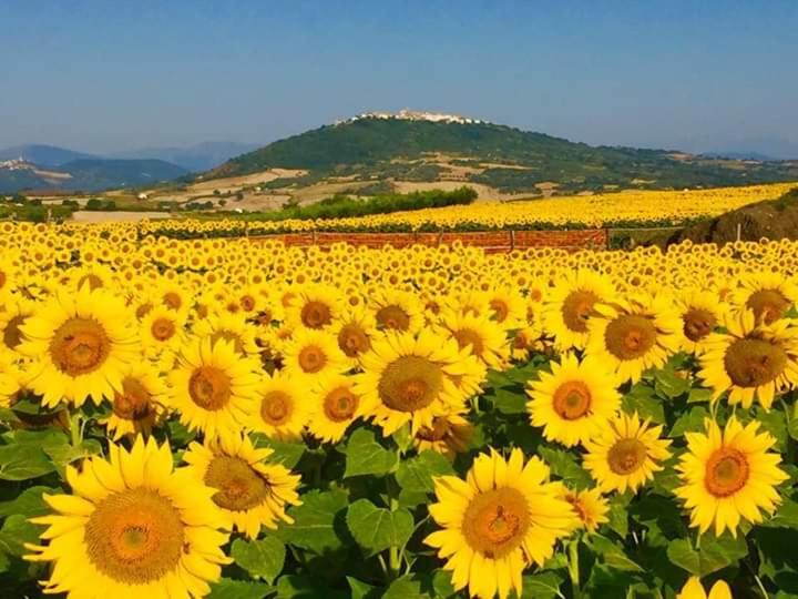 Il Pentagono - Photo 32