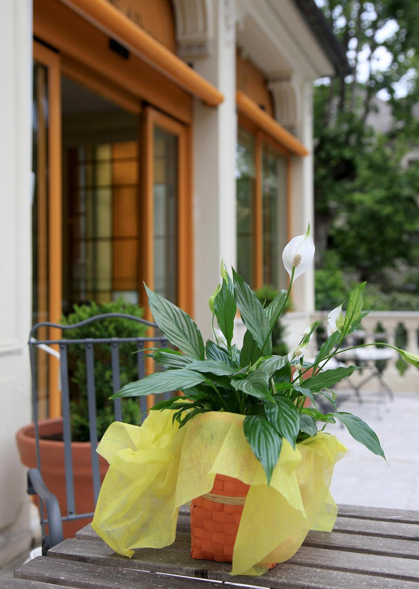 Il Giardino Di Albaro - Photo 6