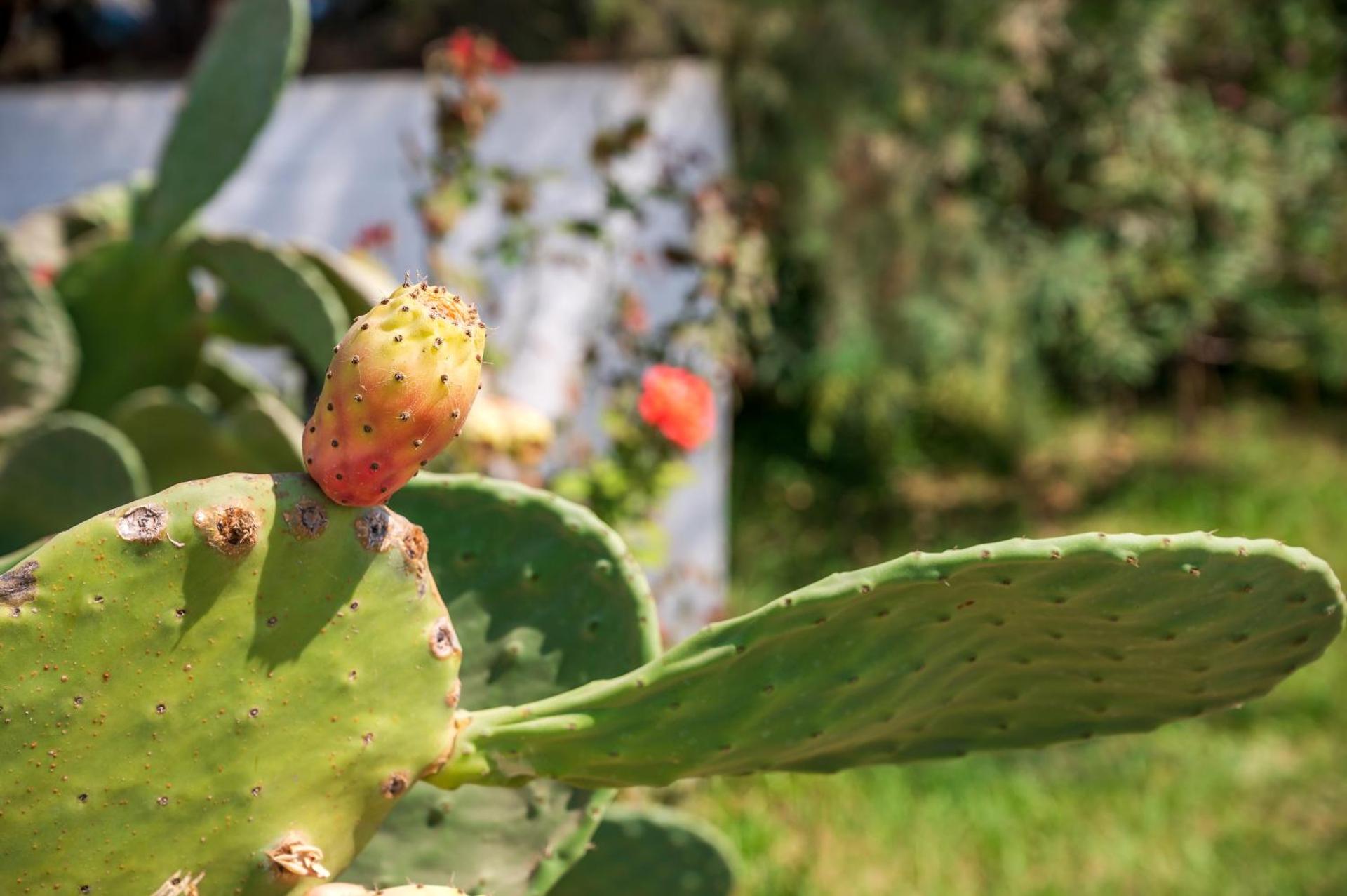 Jonathan Studio Apartments - Photo 2