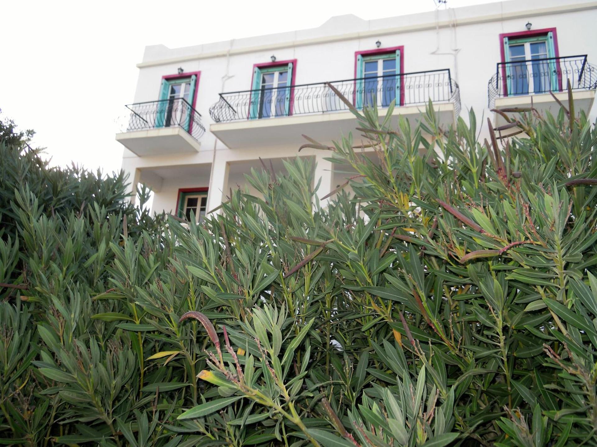 Blue Dolphin - Photo 255