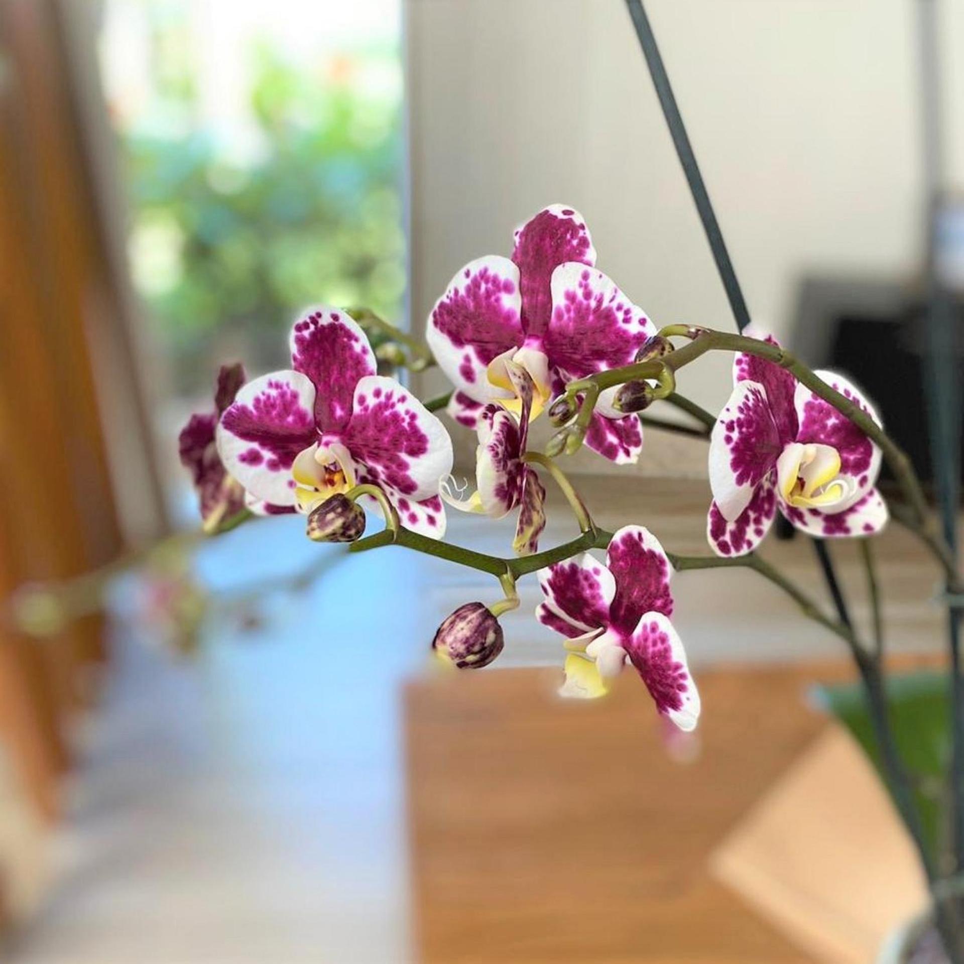 Breathless Punta Cana Resort & Spa - Adults Only - All Inclusive - Photo 29