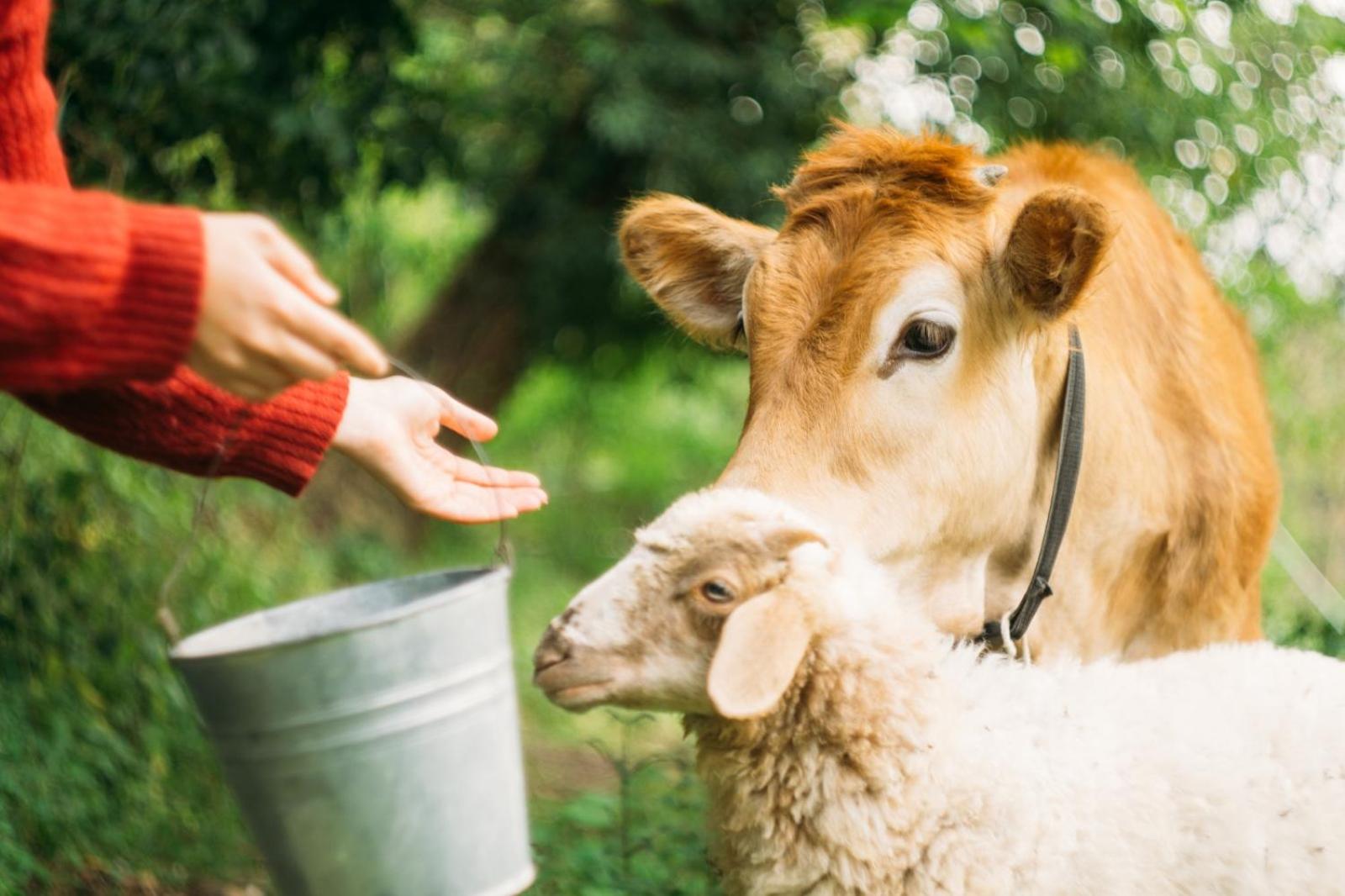 Domus Agricolae Corallina - Photo 40