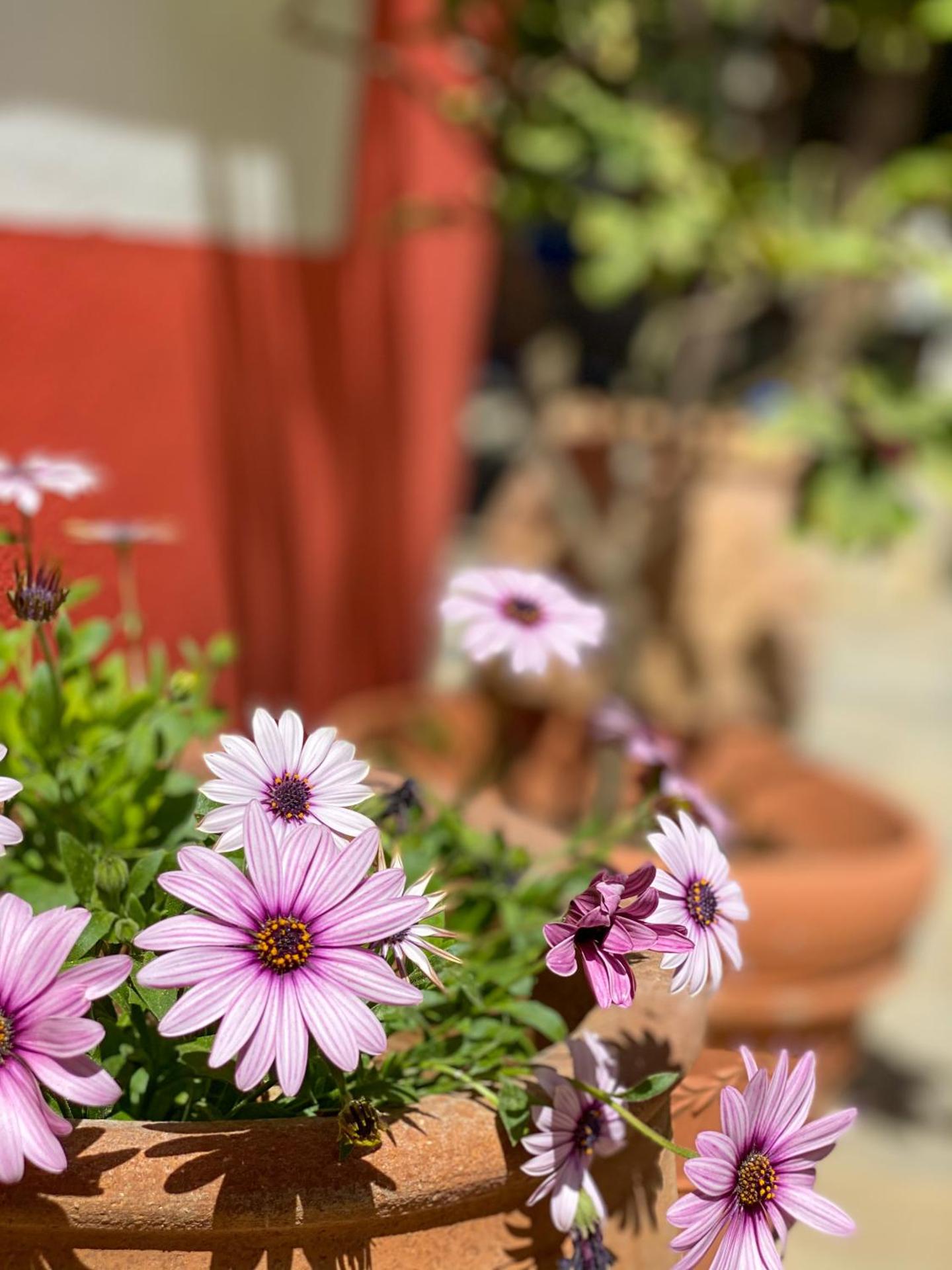 Symi Garden Studios - Photo 139