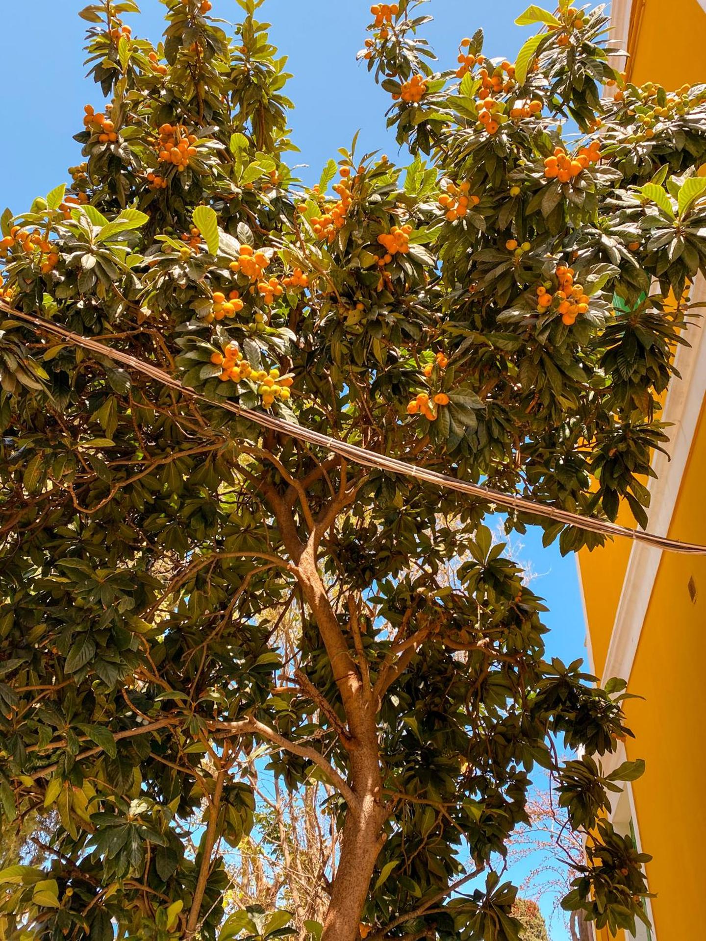 Symi Garden Studios - Photo 141