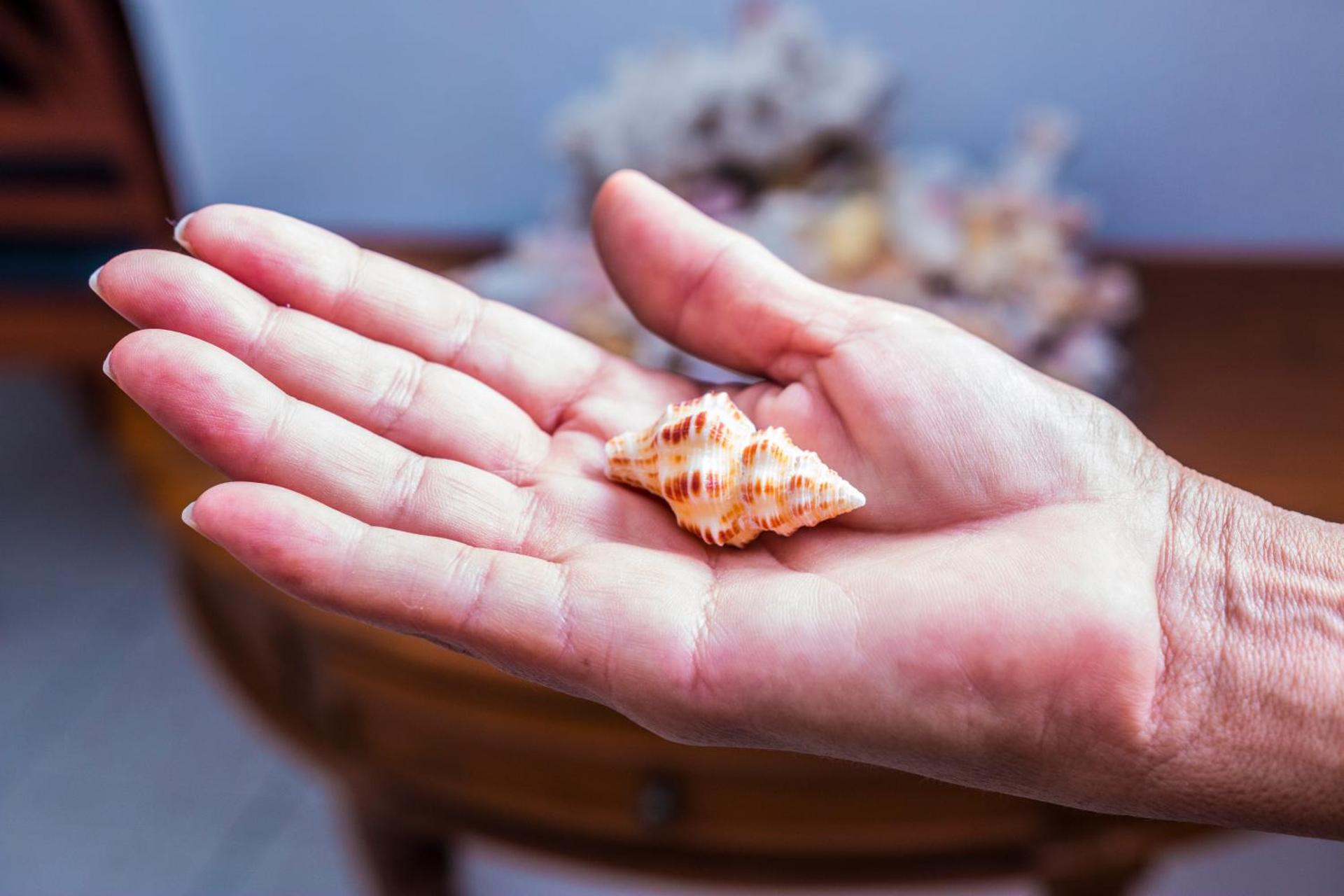 Le Manglier - Photo 19