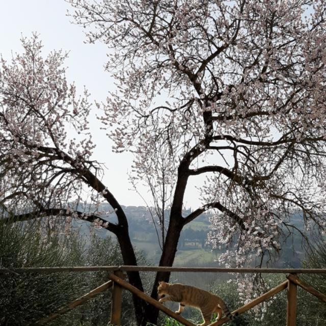 Casale Ziarelli - Photo 7