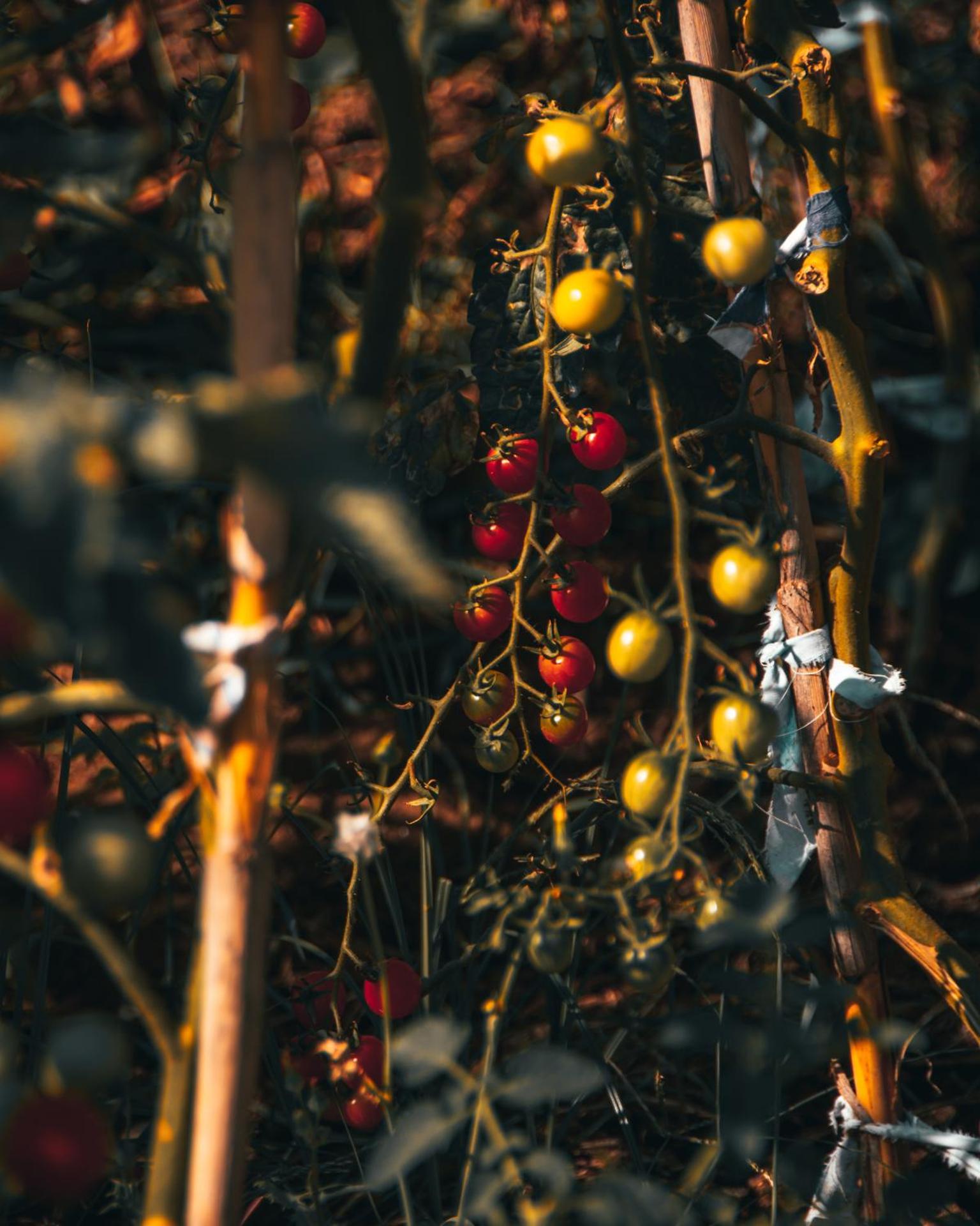 Rambuje Resort - Photo 2