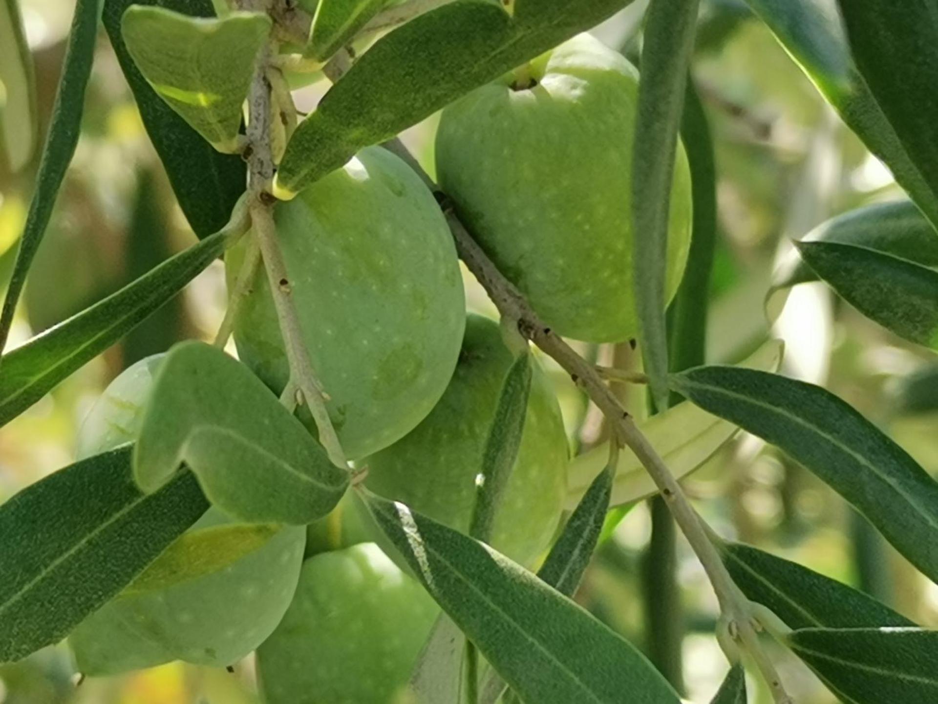 La Fattoria Dei Nonni - Photo 110