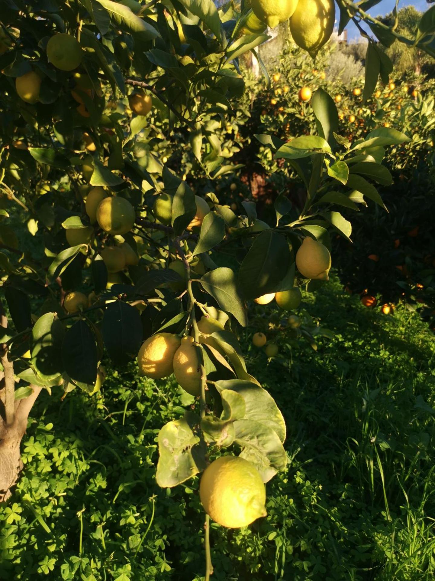 La Fattoria Dei Nonni - Photo 105