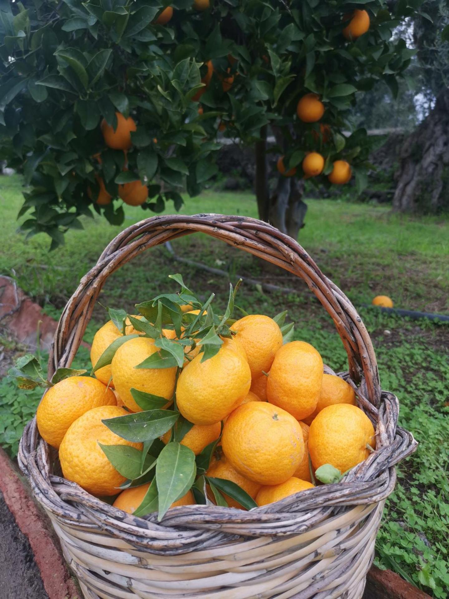 La Fattoria Dei Nonni - Photo 104