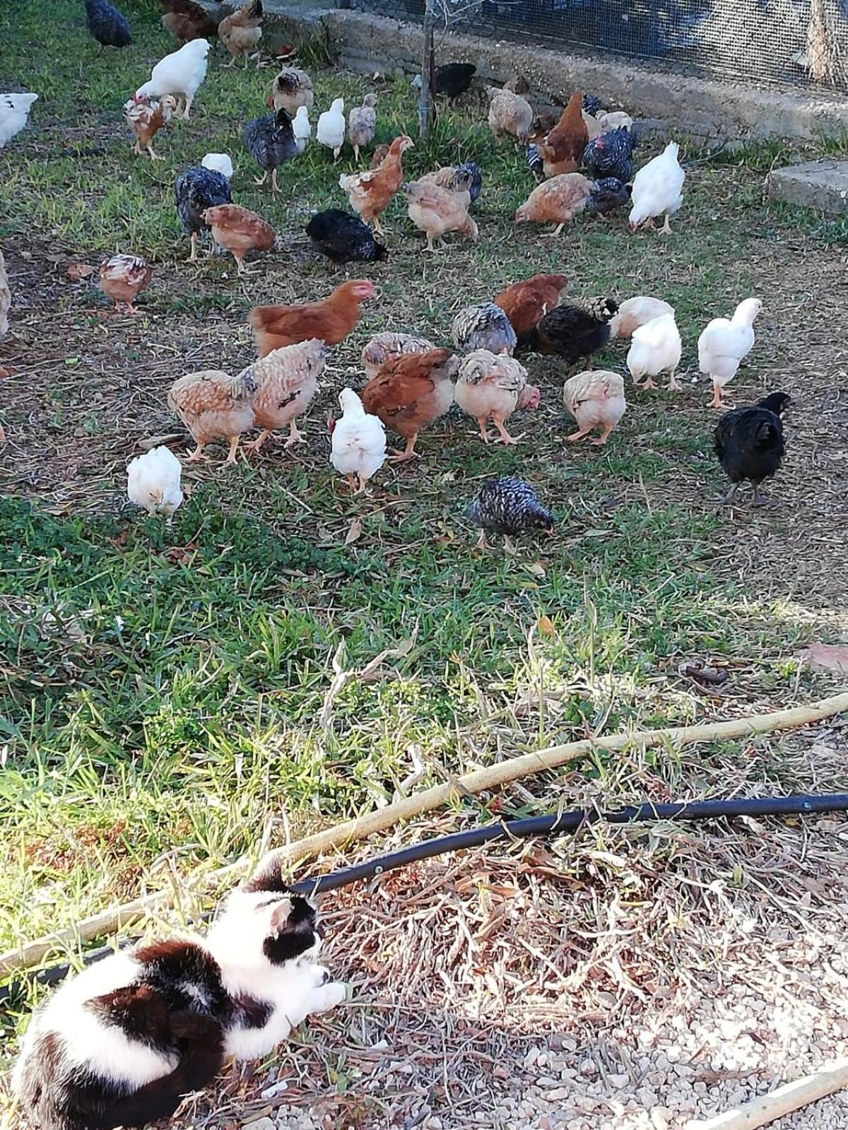 Agriturismo Il Pavone - Photo 80