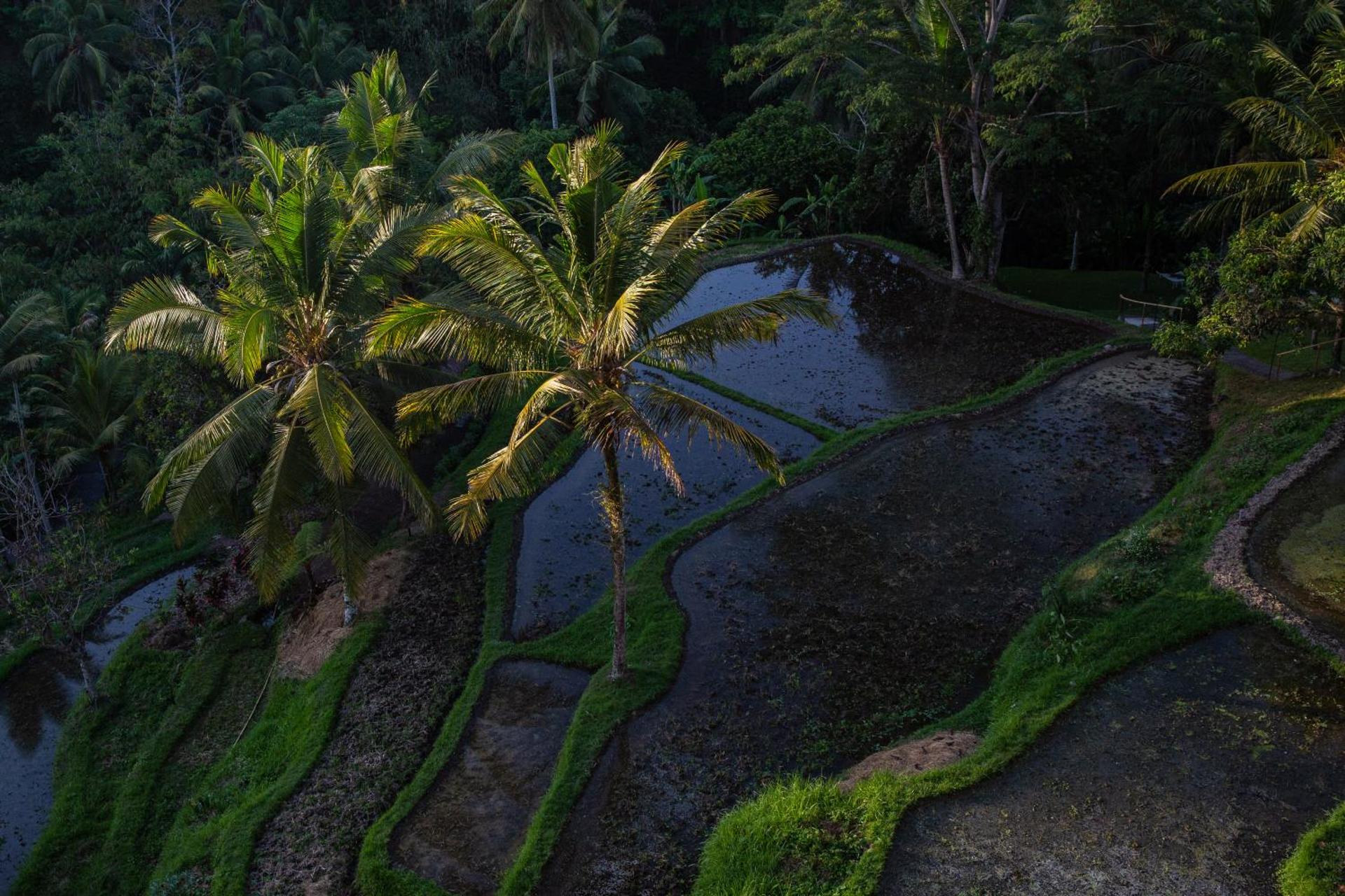 Komaneka at Bisma Ubud - Photo 95