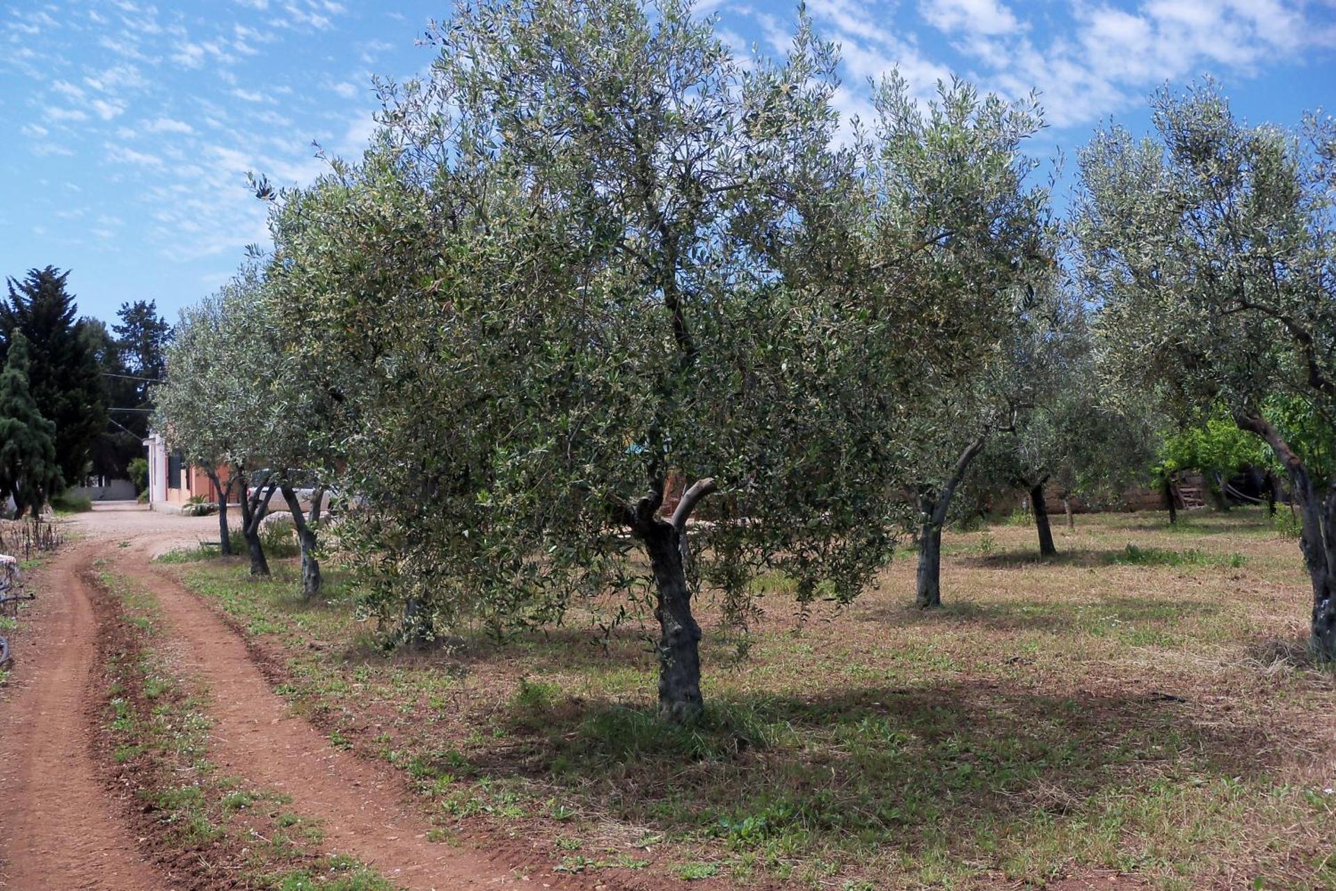 Agriturismo Il Pavone - Photo 50