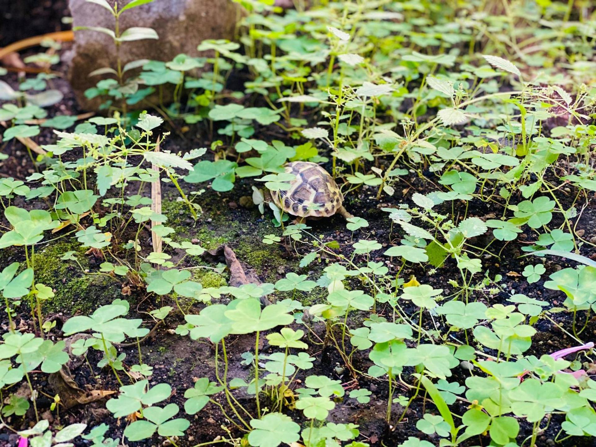Sweet Dream Roma Termini - Photo 50