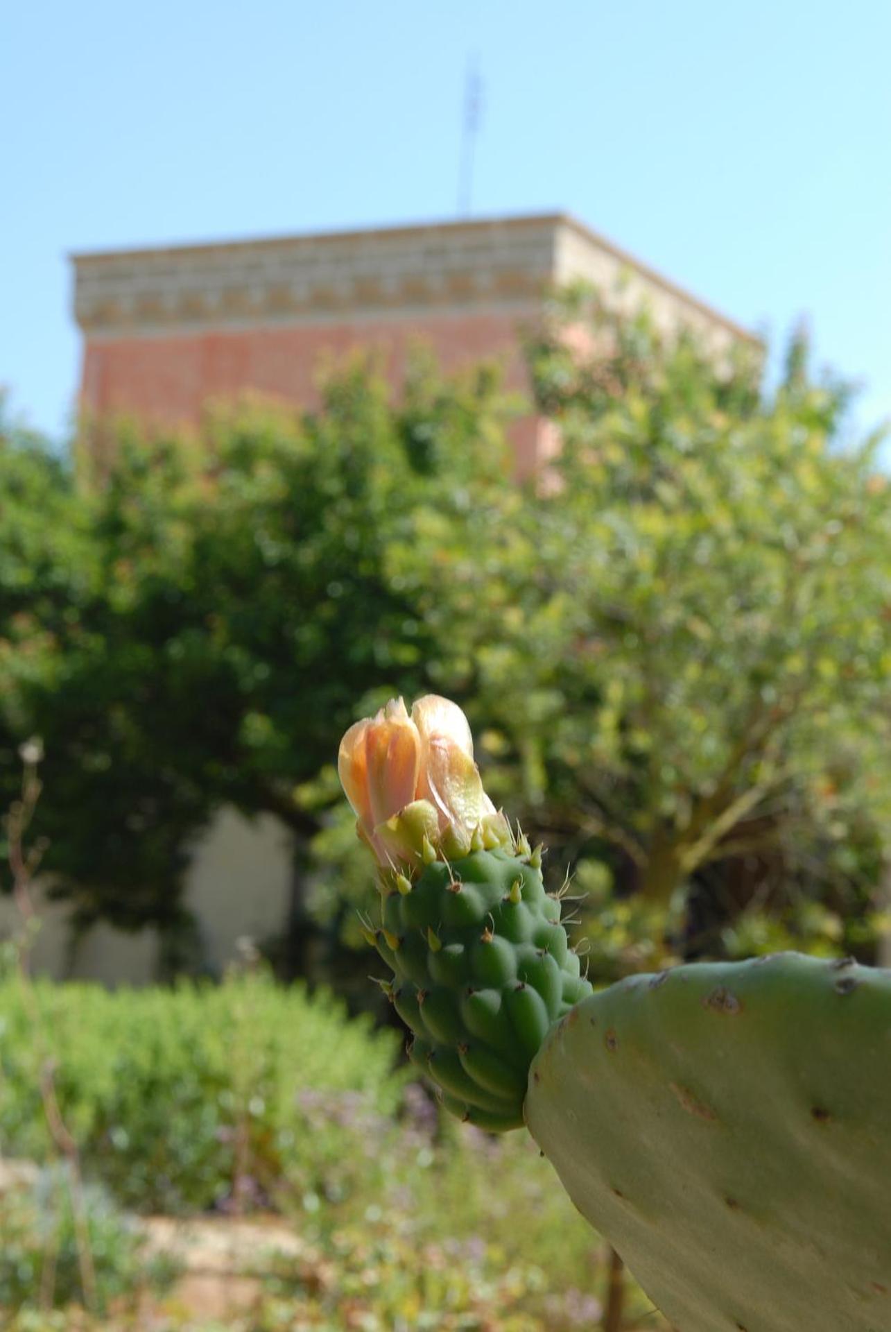 Masseria Tenuta Specolizzi - Photo 118