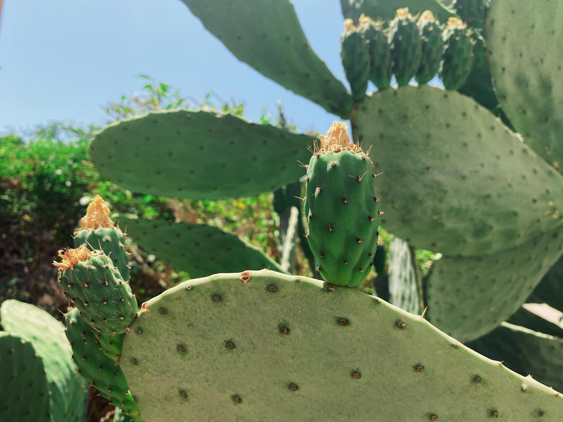 Palazzo Gambuzza - Photo 141