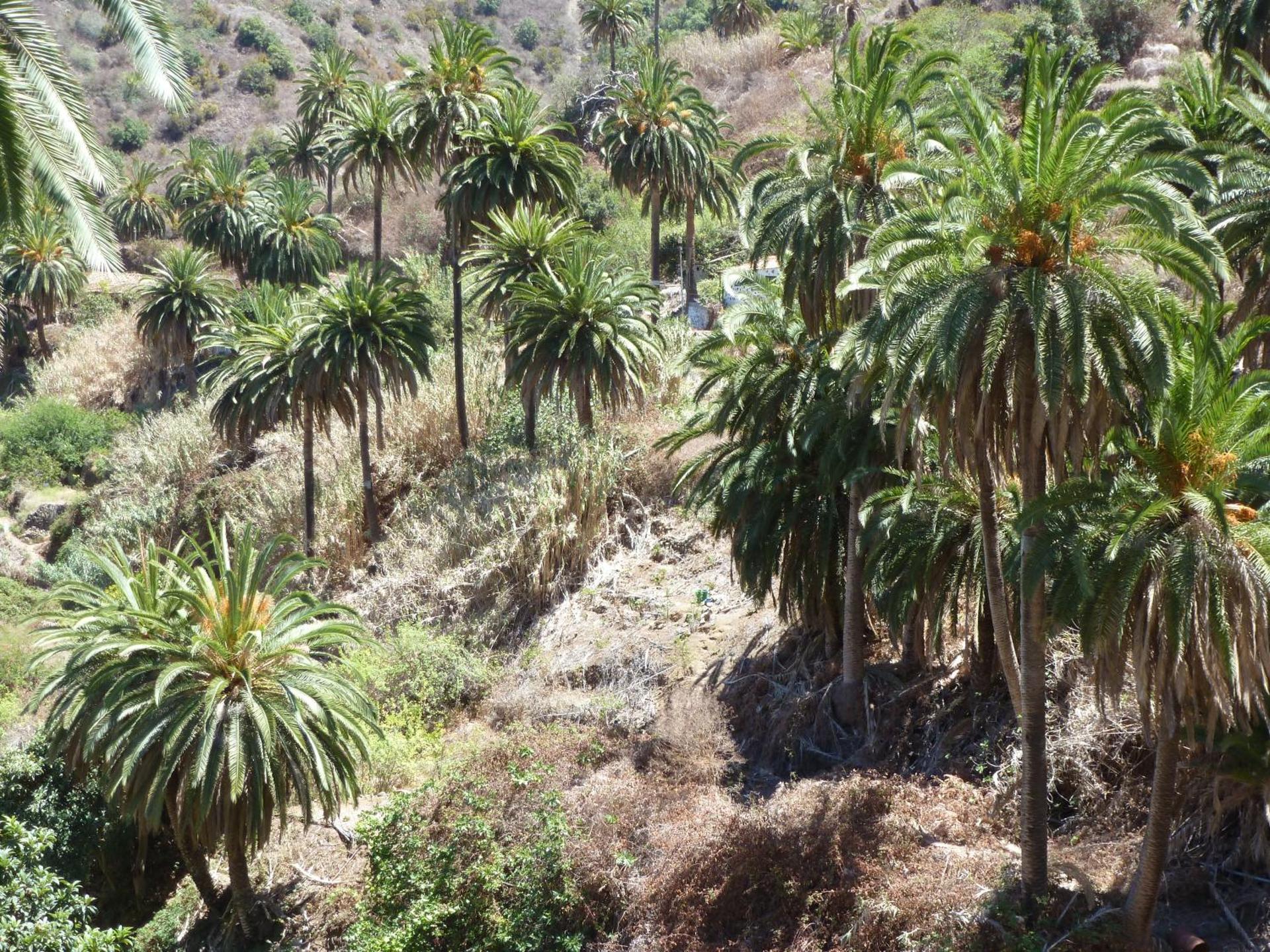 Apartamentos Bellavista Gomera - Photo 106