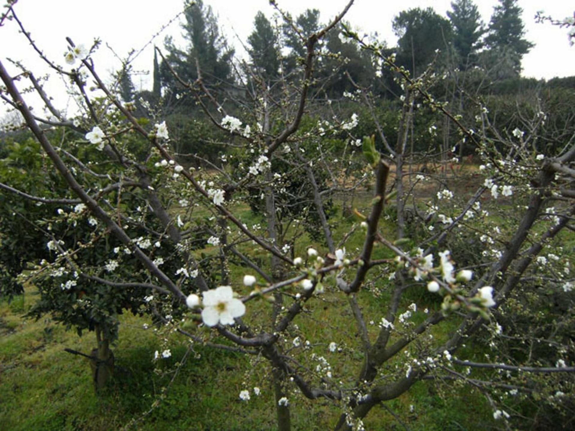 Baglio Delle Rose - Photo 44