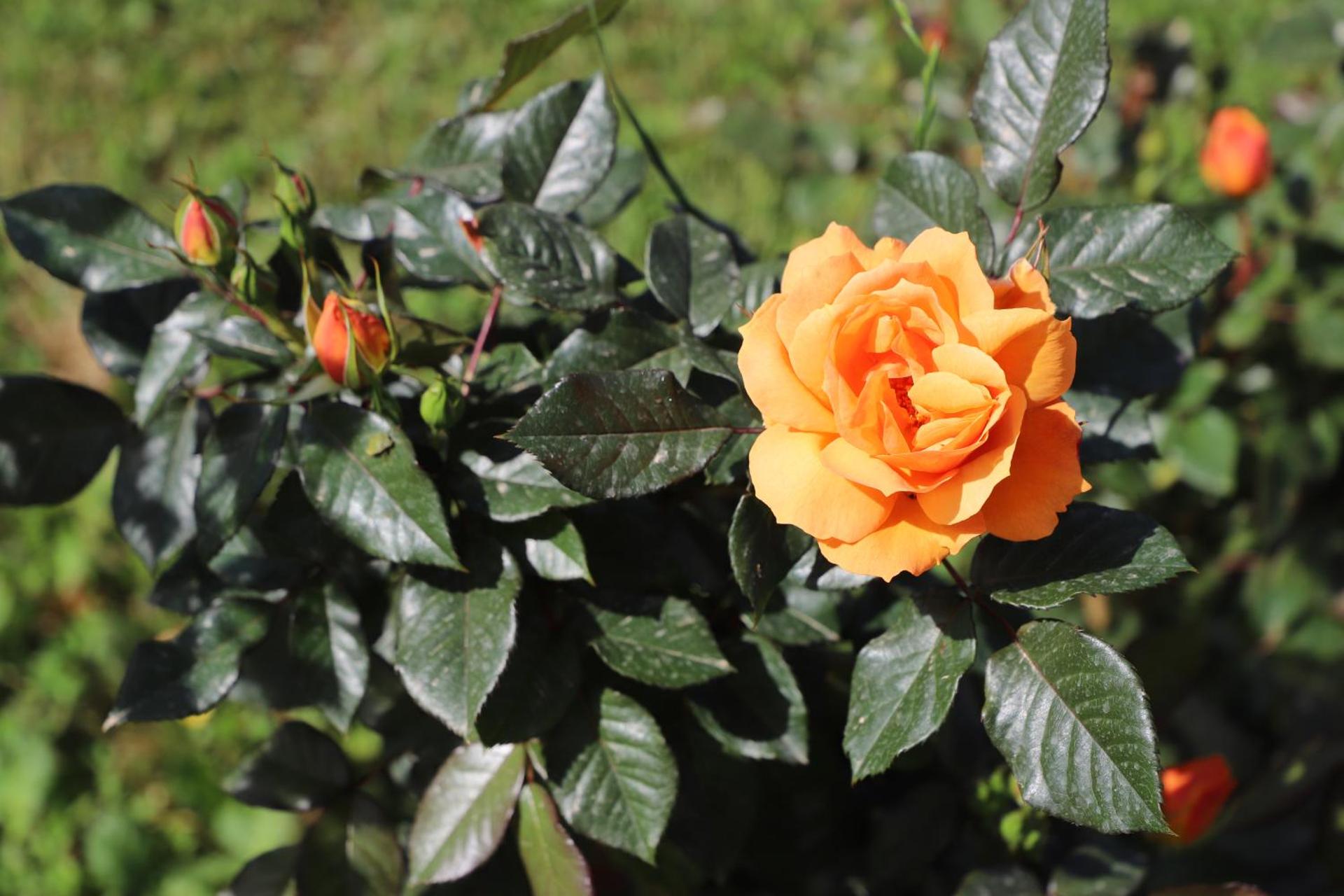 Tenuta Le Fornacelle - Photo 70