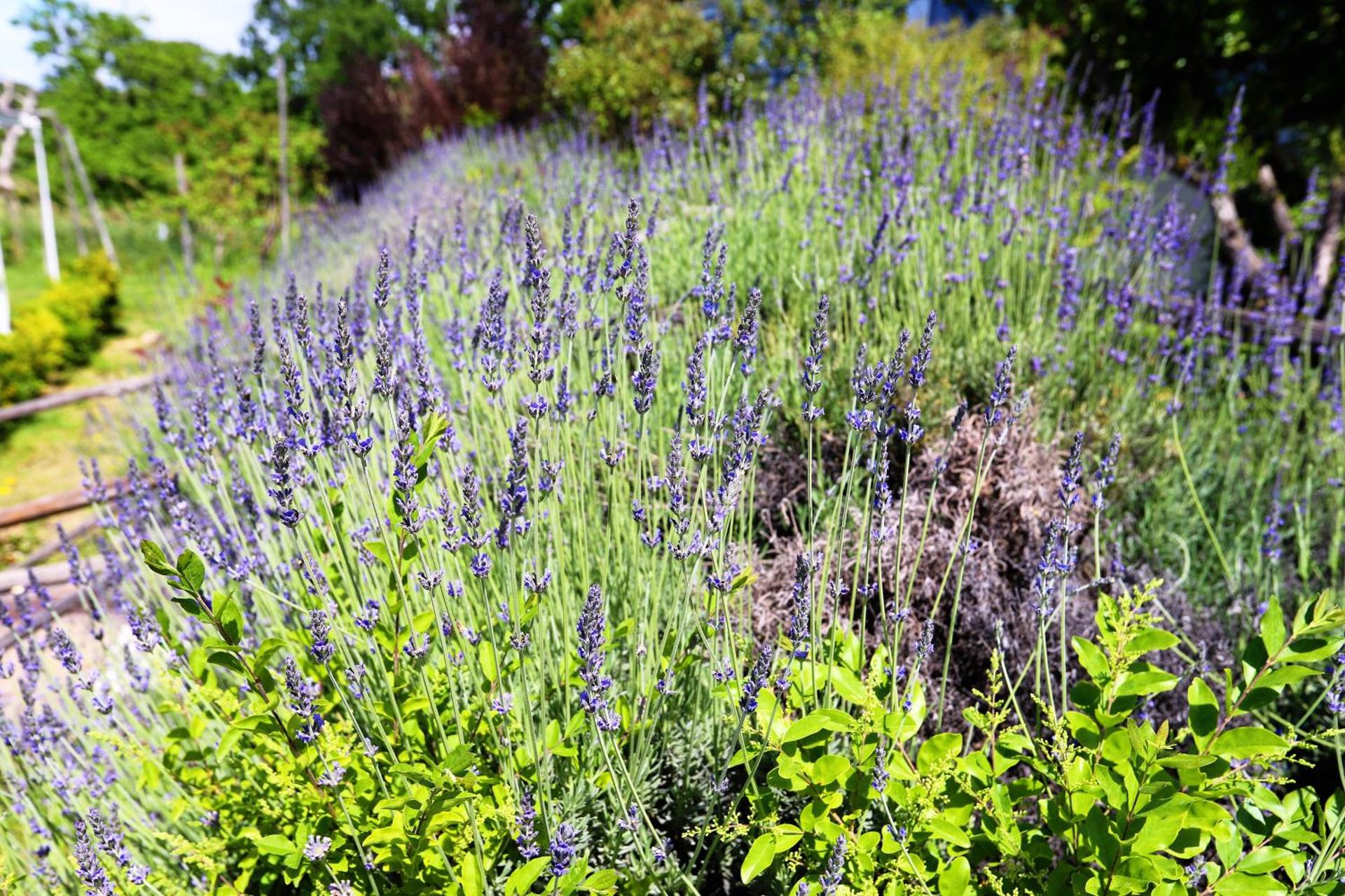 Tenuta Le Fornacelle - Photo 22