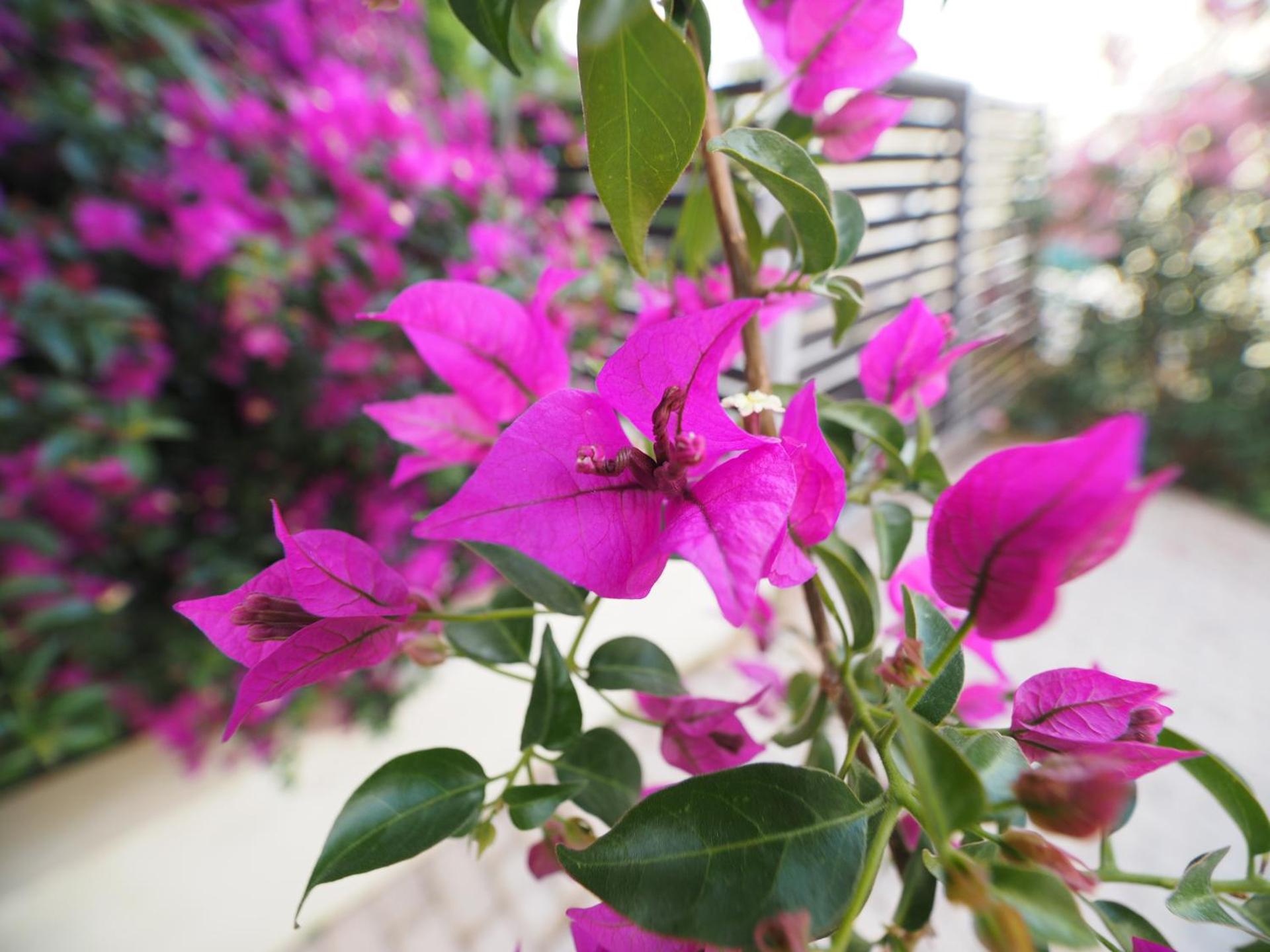 Almyra Hotel - Photo 16