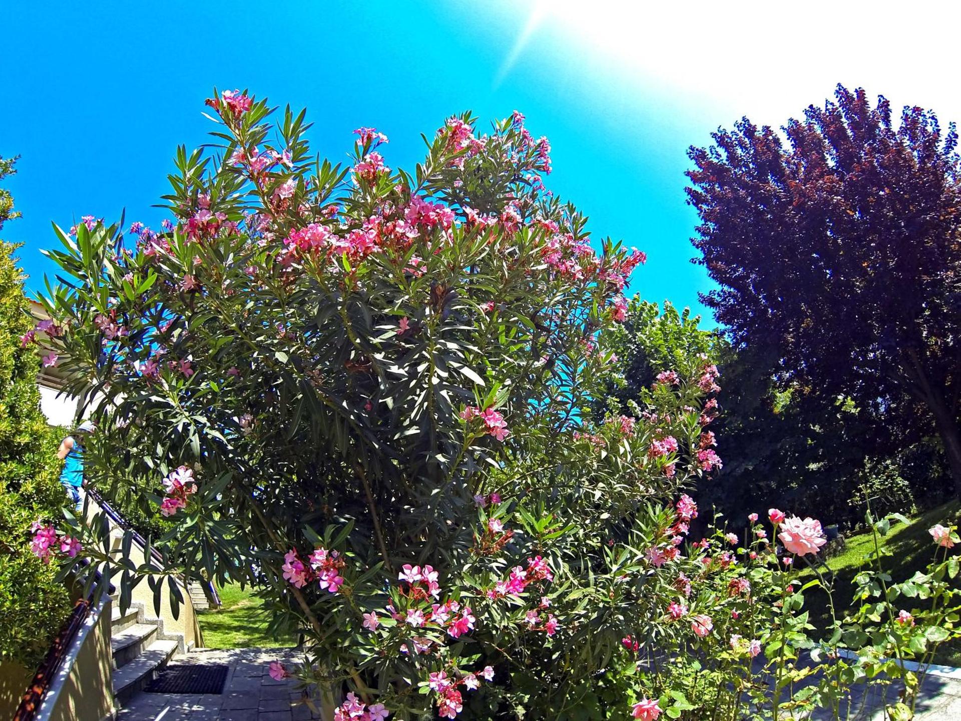 Macedon - Photo 54