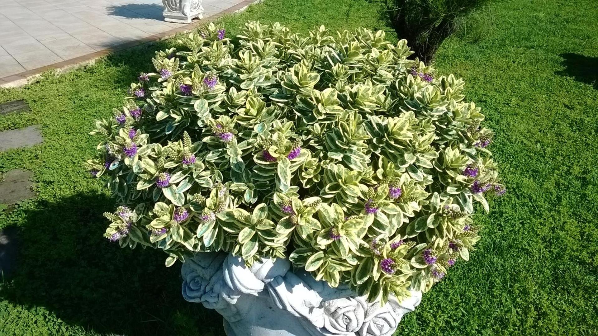 Hotel Ginevra - Photo 58