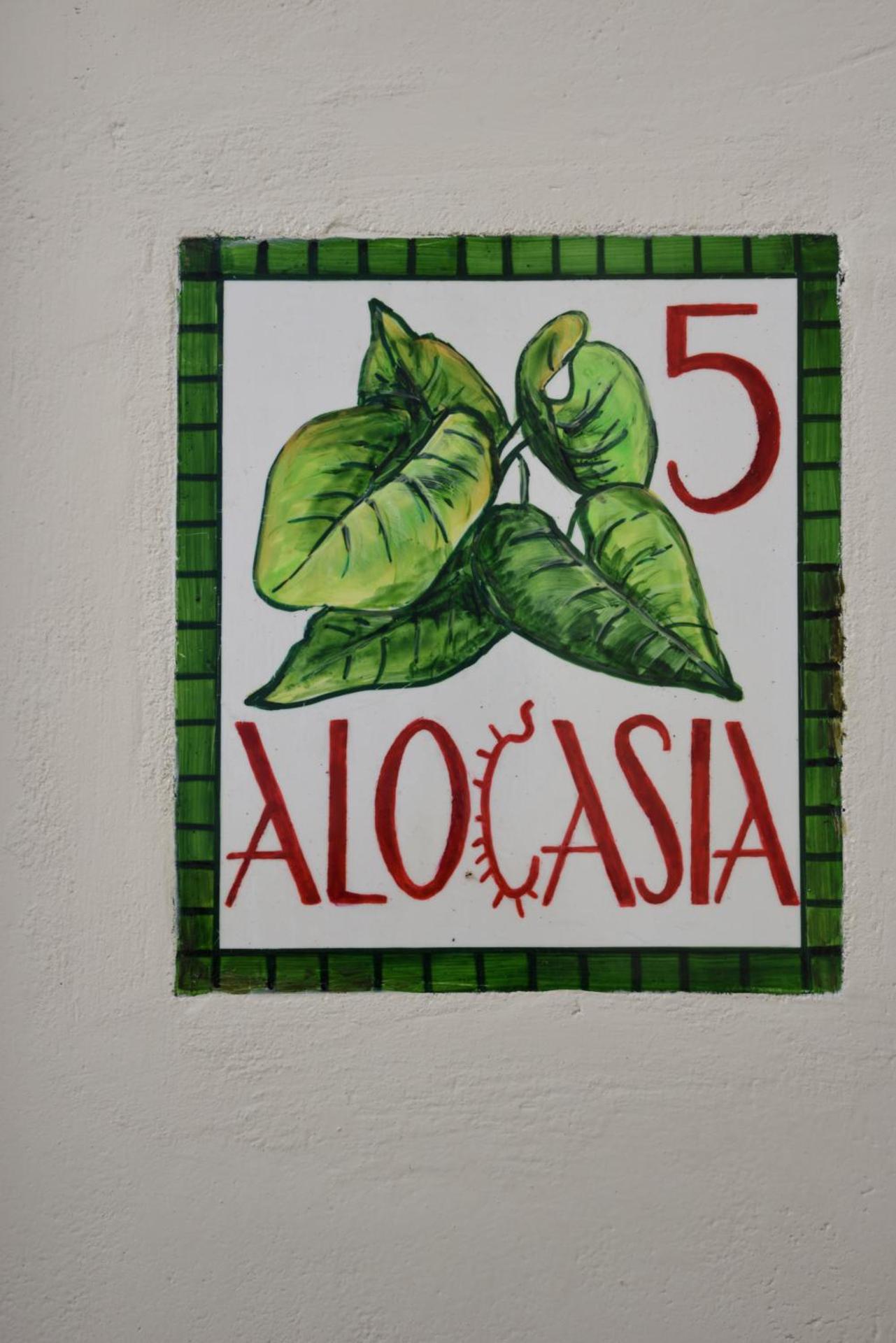 Cactus Hydra - Art Apartments - Photo 32