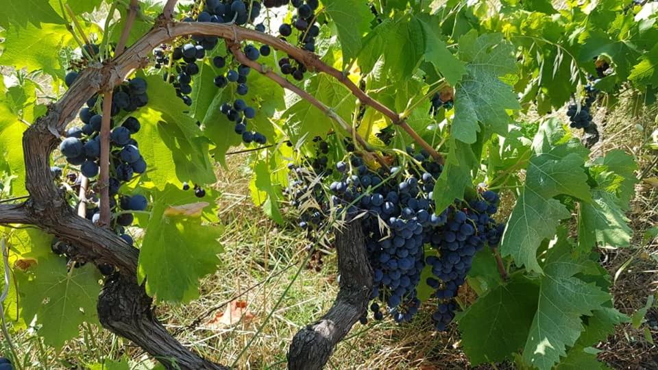 Agroturizem Hotel Vila Franceze - Photo 29