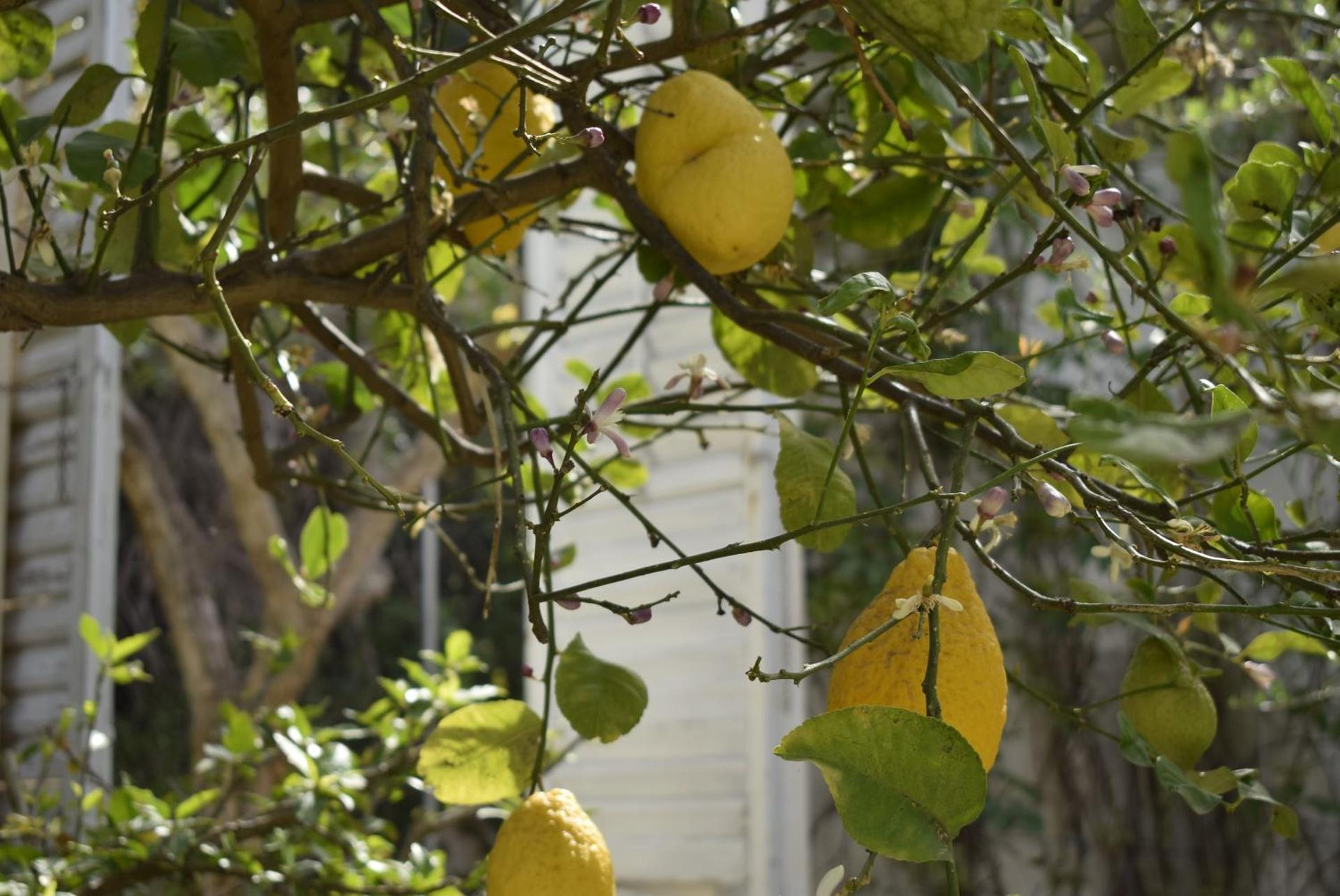 Villa Aurea - Photo 112