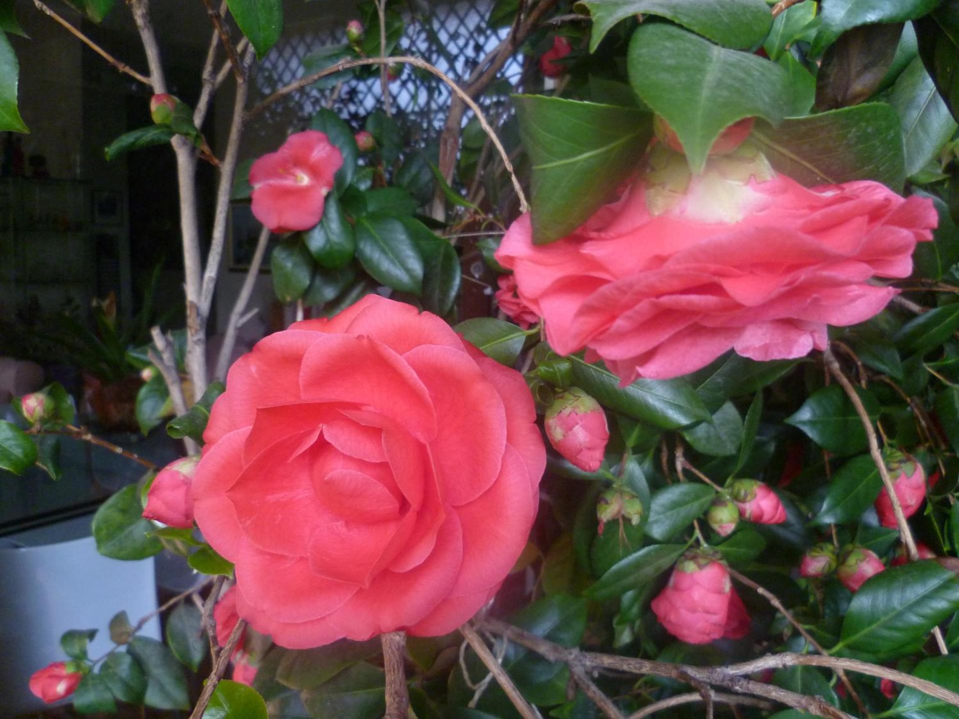 La Terrazza Sul Po - Photo 9