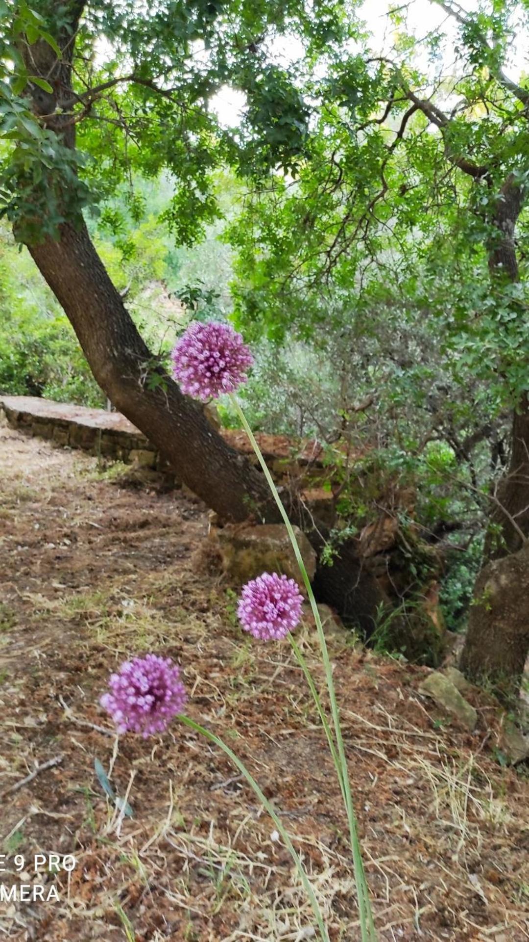 Villa Spiti Elaionas - Photo 7