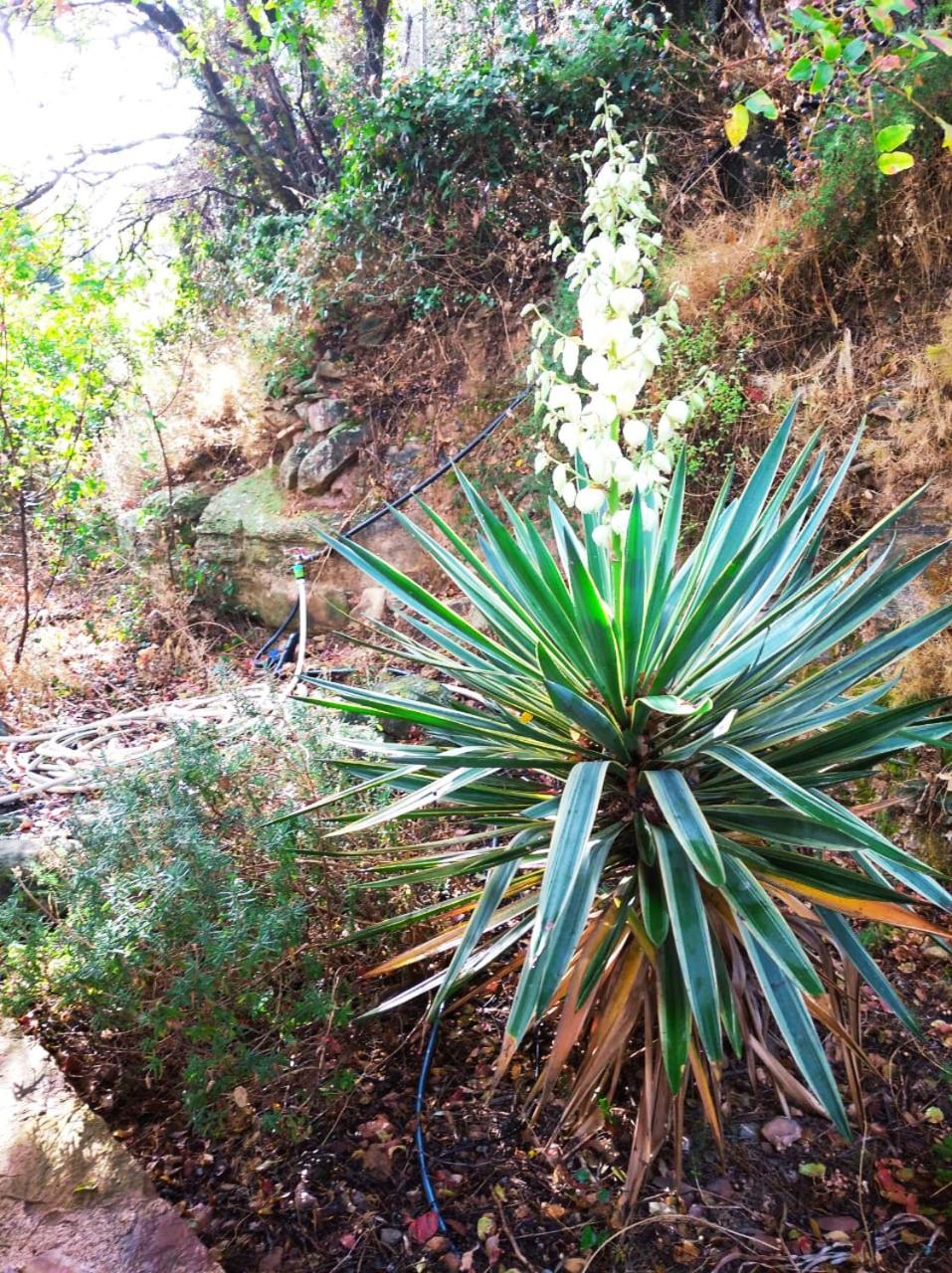 Villa Spiti Elaionas - Photo 8