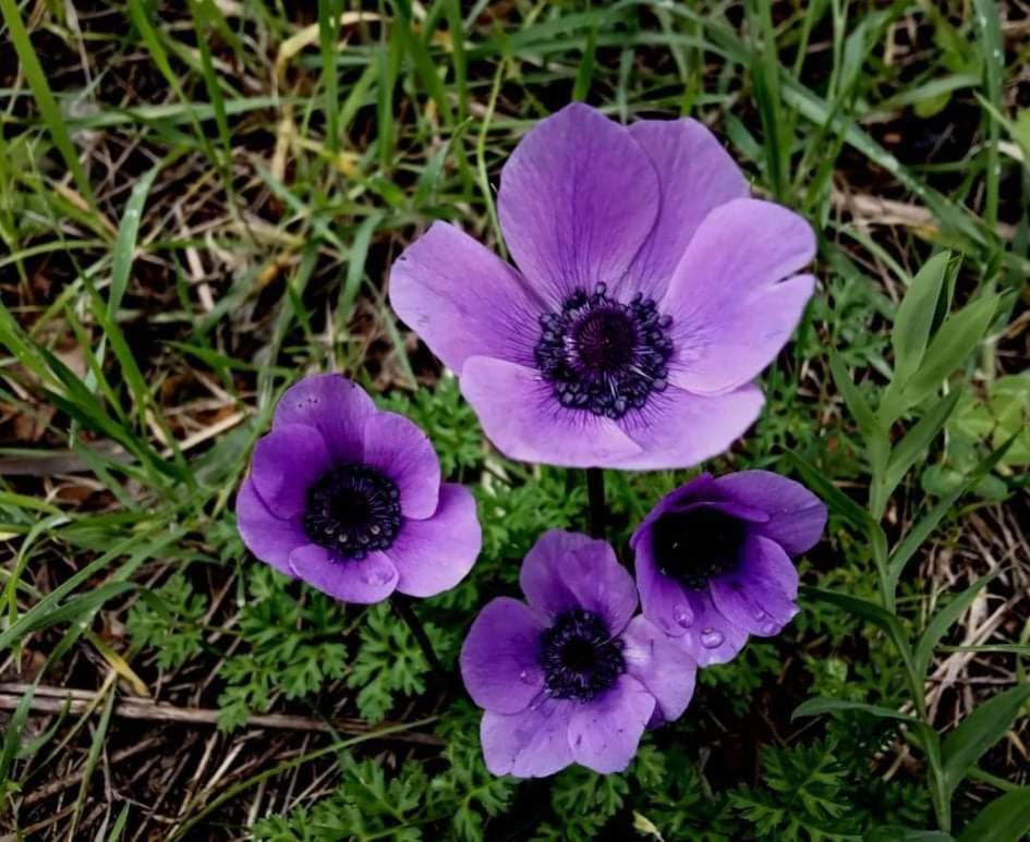 Villa Spiti Elaionas - Photo 3