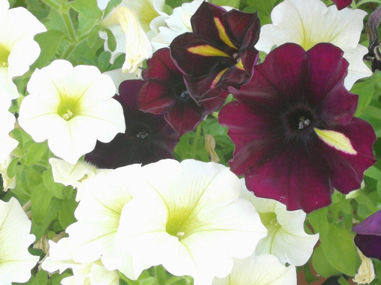 Hotel Marconi - Photo 15