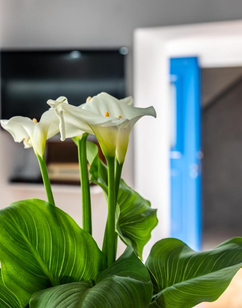 Sofaki Milos - Photo 15