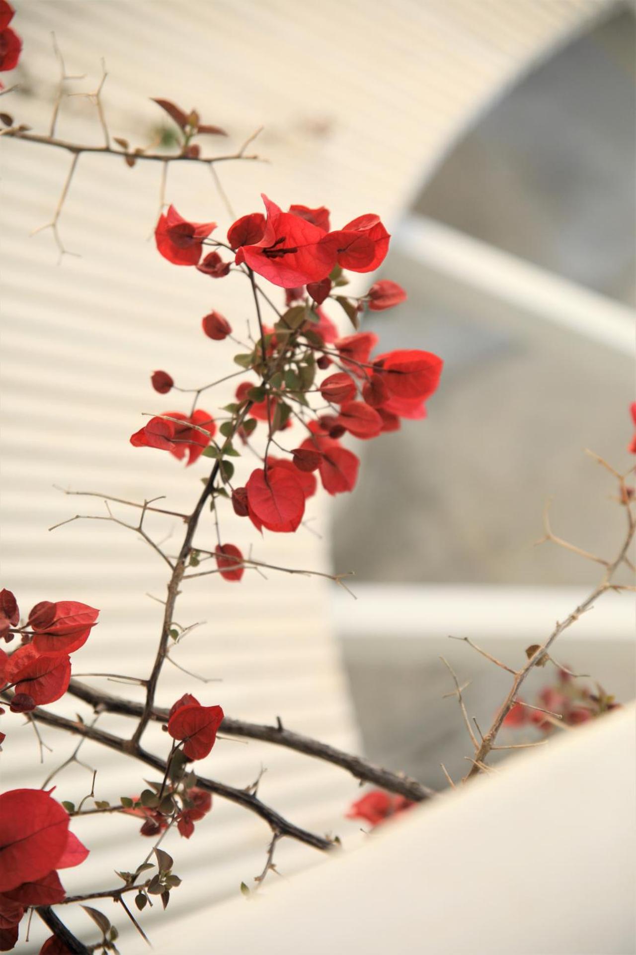 Harmony Hotel - Photo 6