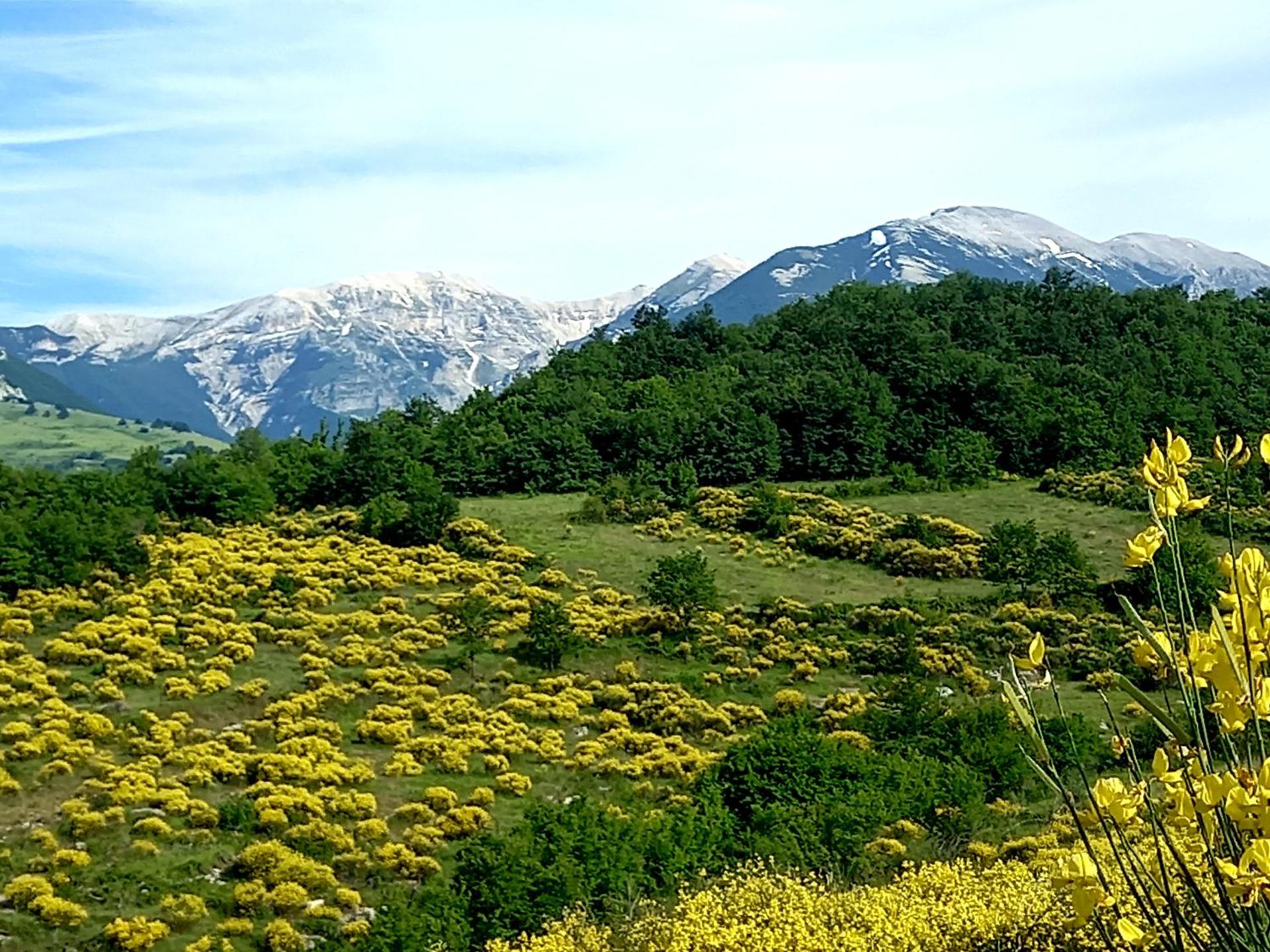 La casa dalle finestre blu - Photo 122