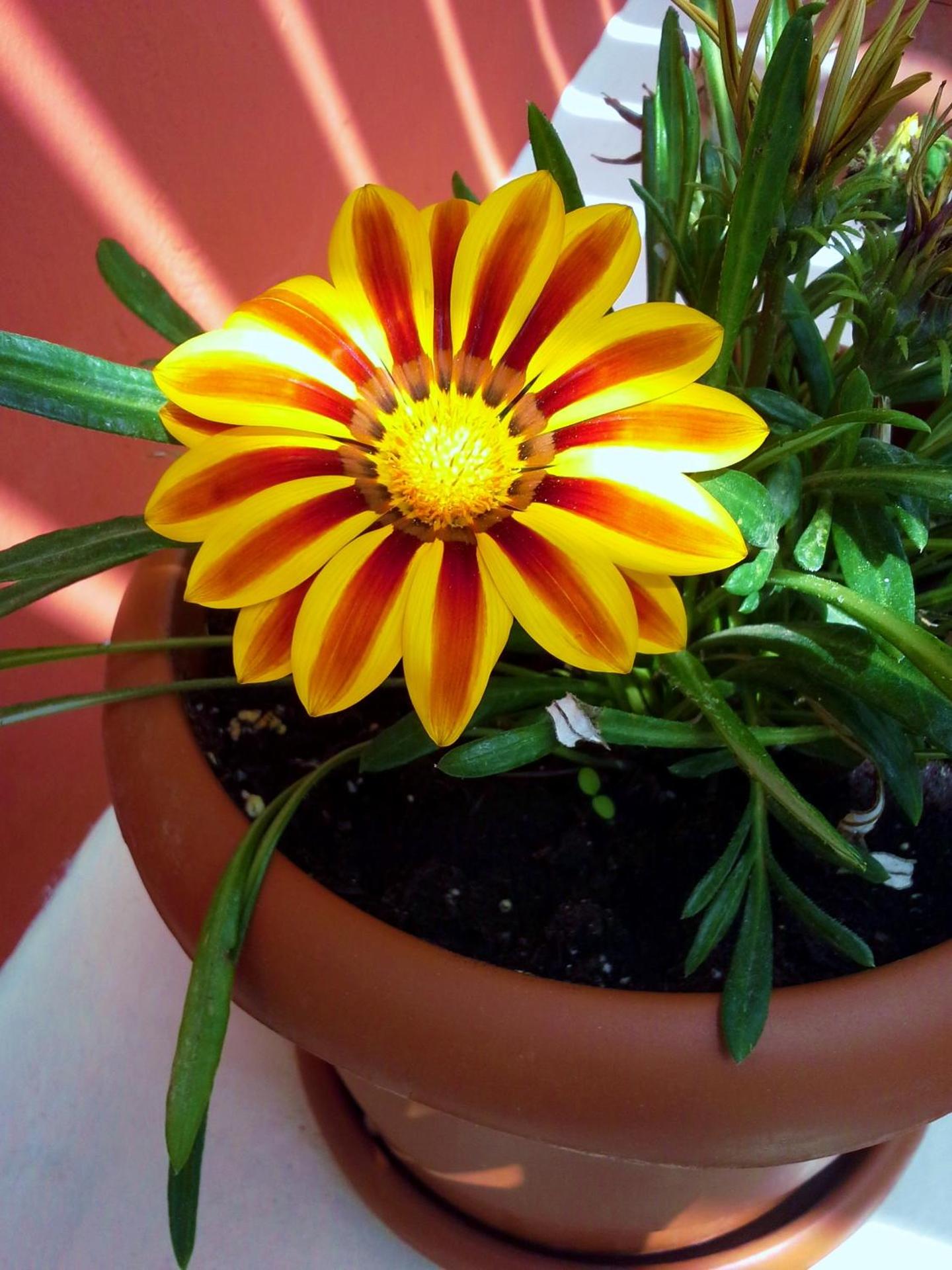 Villa Anneta - Photo 6